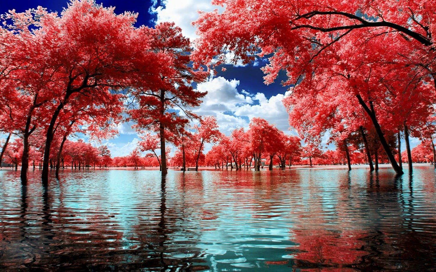 1500x938 Cherry Blossom trees, nature, landscape, surreal, trees HD