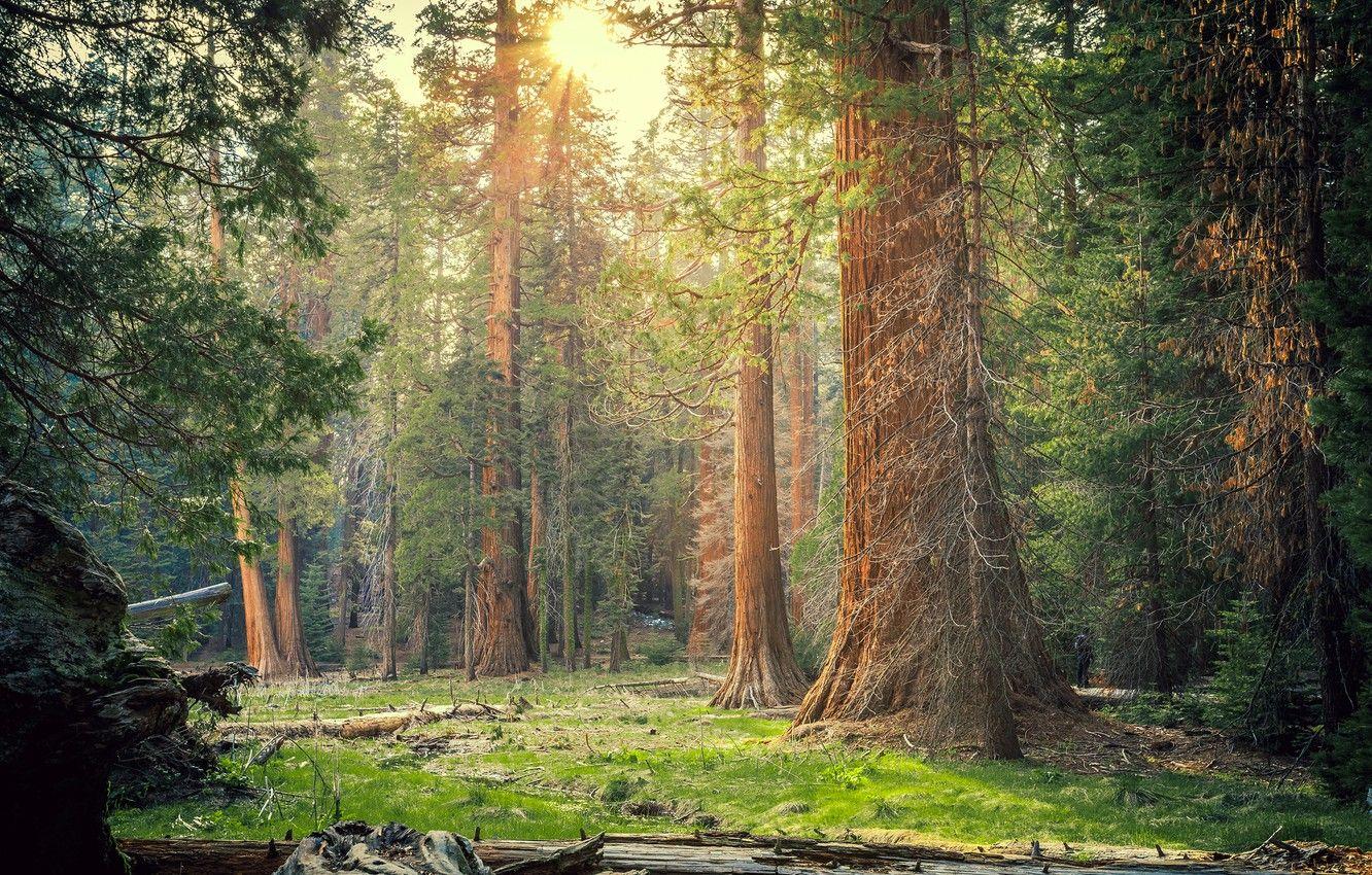 1332x850 Wallpaper forest, grass, the sun, trees, Park, CA, USA, Sequoia