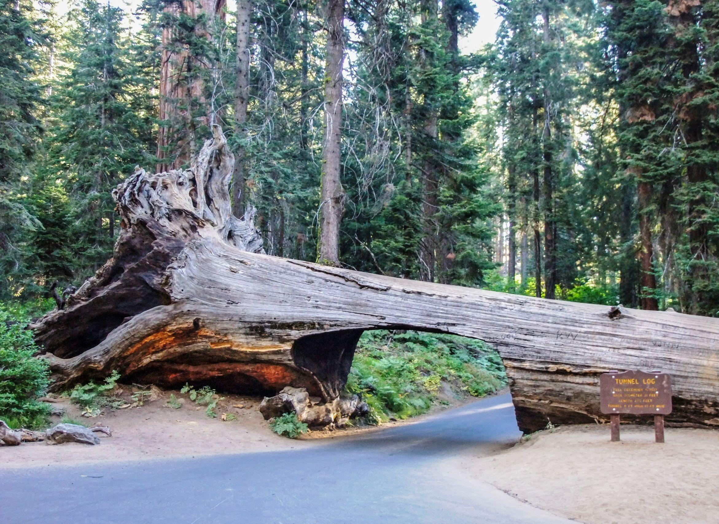 Sequoia National Park Wallpapers - Top Free Sequoia National Park