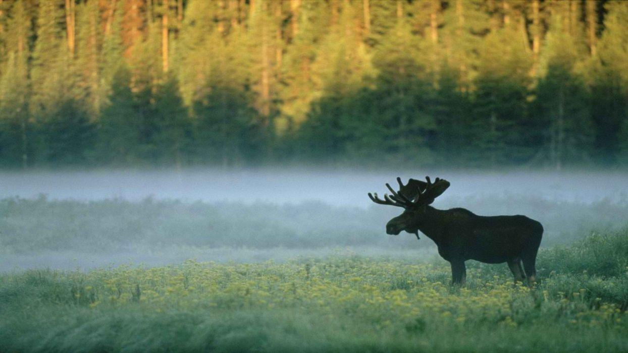 1244x700 Mist Wyoming standing Yellowstone National Park wallpaper