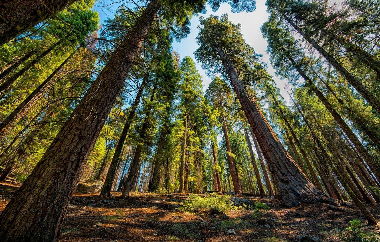 1332x850 Wallpaper USA, National Park, Sequoia and Kings, Park, Sequoia