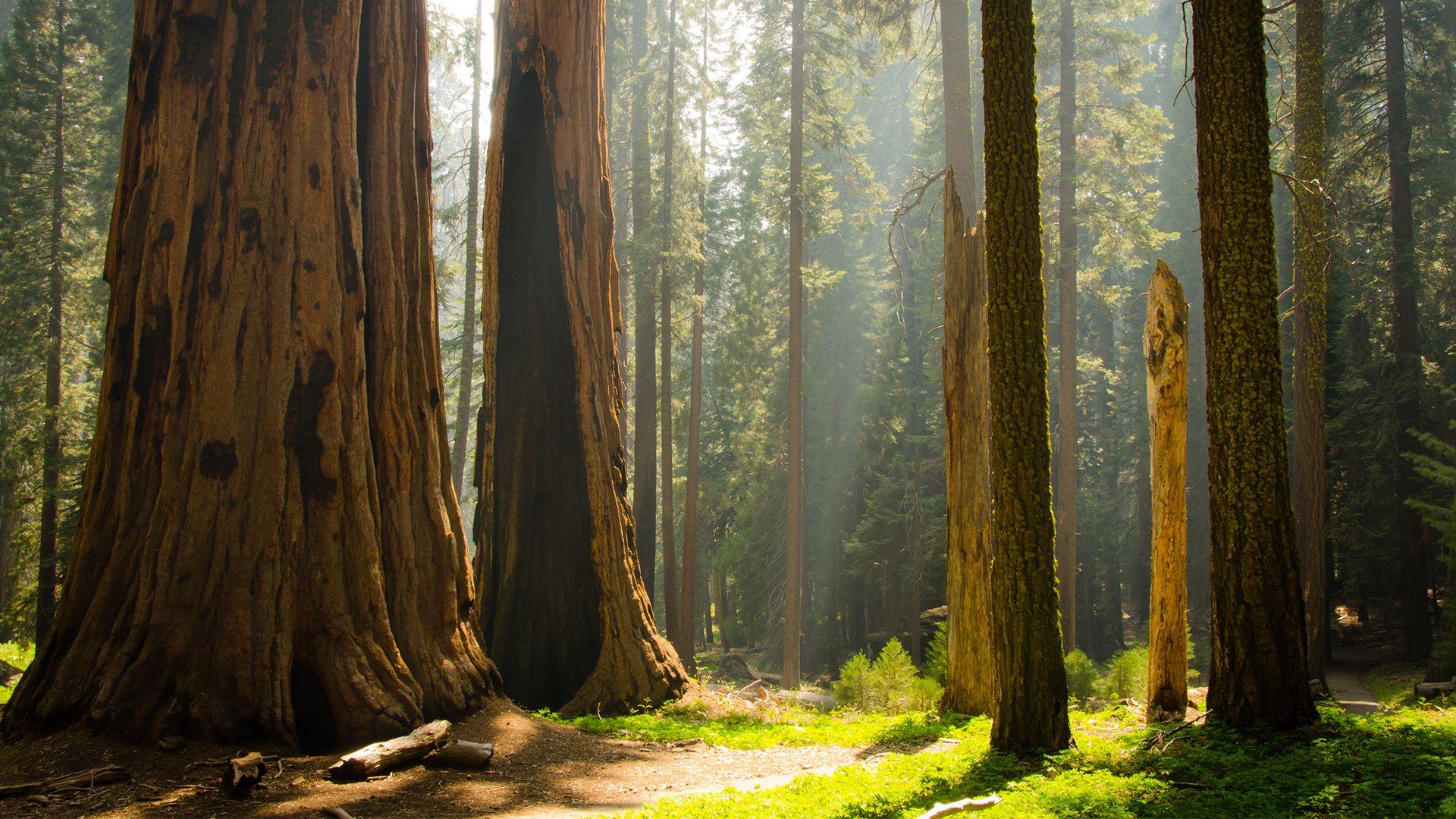 Sequoia National Park Wallpapers - Top Free Sequoia National Park