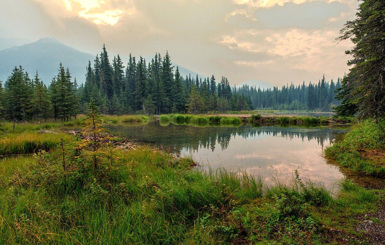1332x850 Wallpaper forest, clouds, lake, trees, Denali National Park, fog