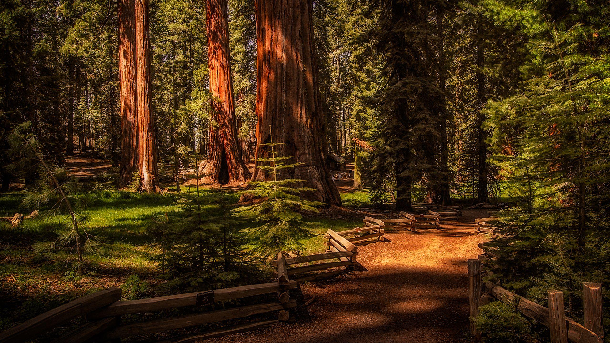 Sequoia National Park Wallpapers - Top Free Sequoia National Park ...