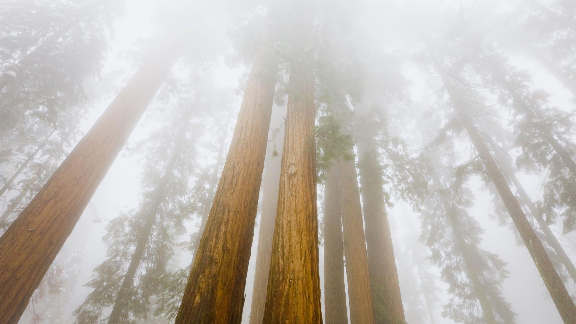 1920x1080 Foggy Sequoias, Sequoia National Park .
