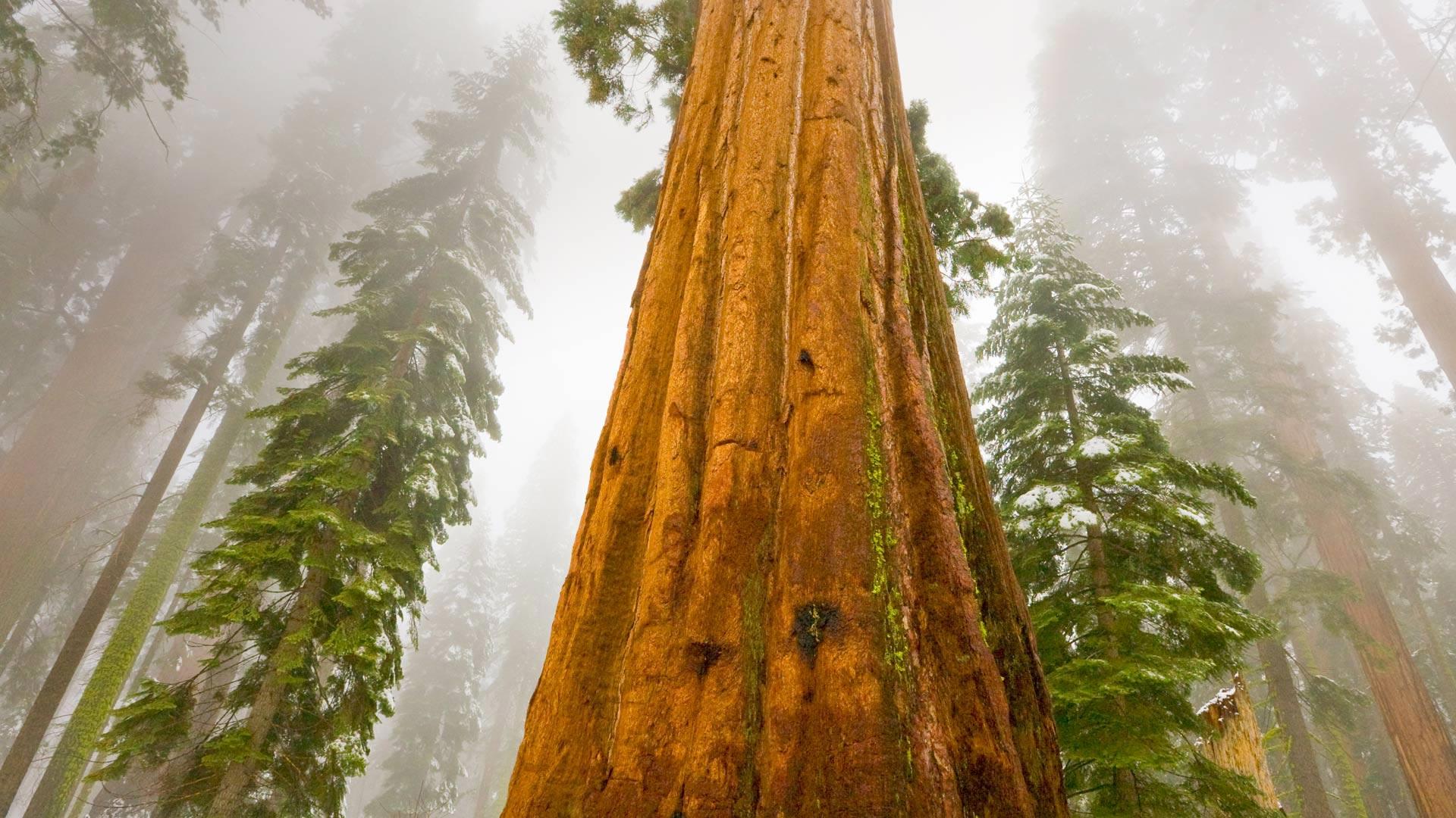 Sequoia National Park Wallpapers Top Free Sequoia National Park