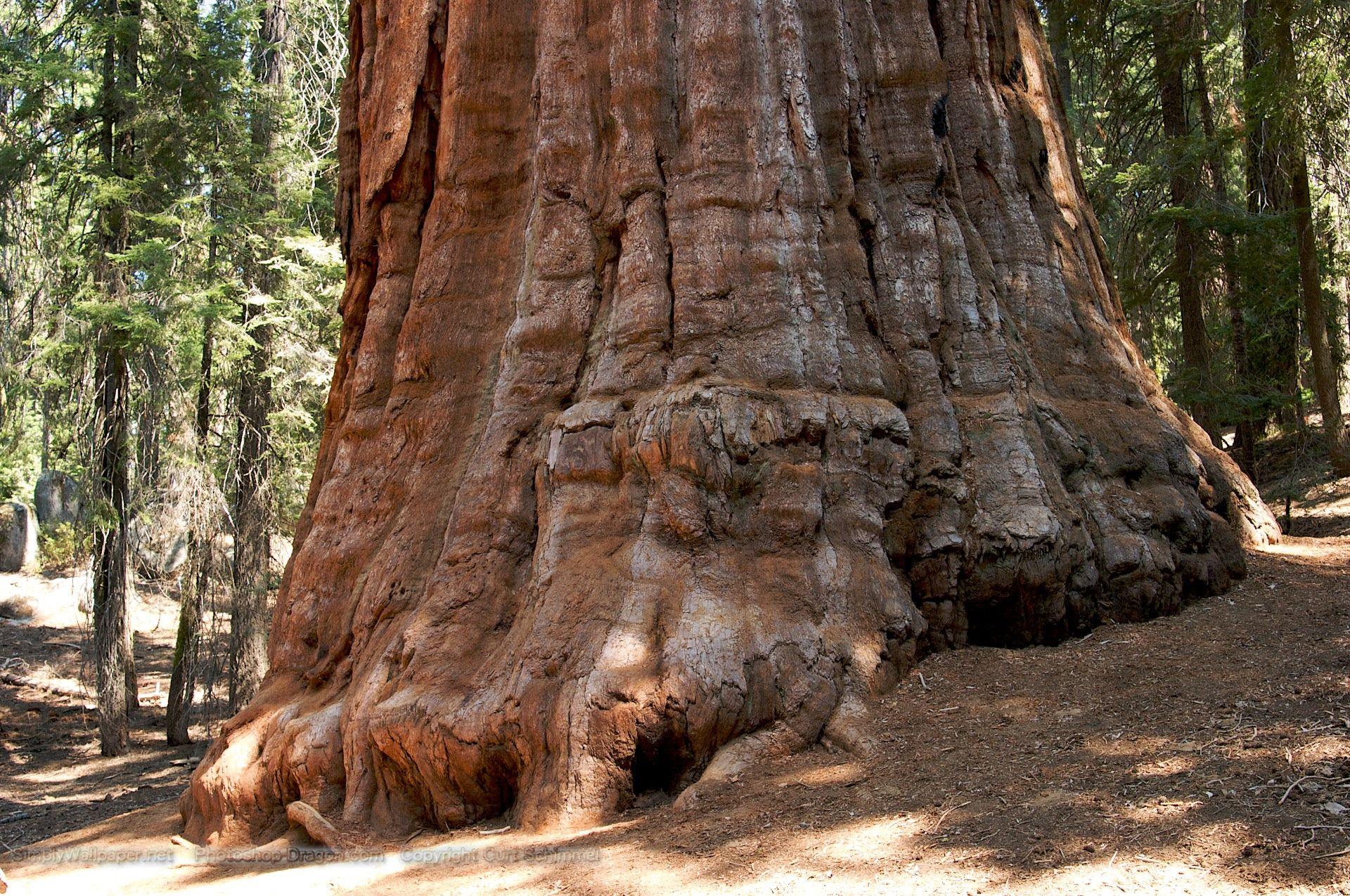 Sequoia National Park Wallpapers - Top Free Sequoia National Park