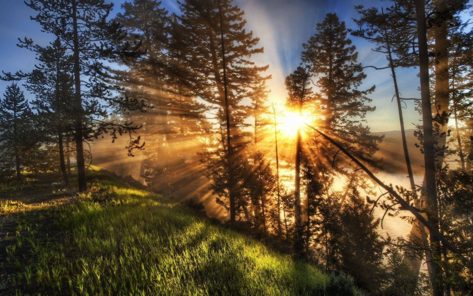 1600x1000 nature, Landscape, Sunrise, Sun Rays, Mist, Trees, Green, Grass
