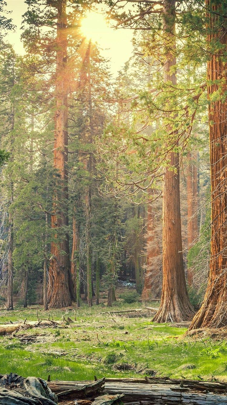750x1334 Wallpaper Sequoia National Park, forest, trees, sun rays, nature