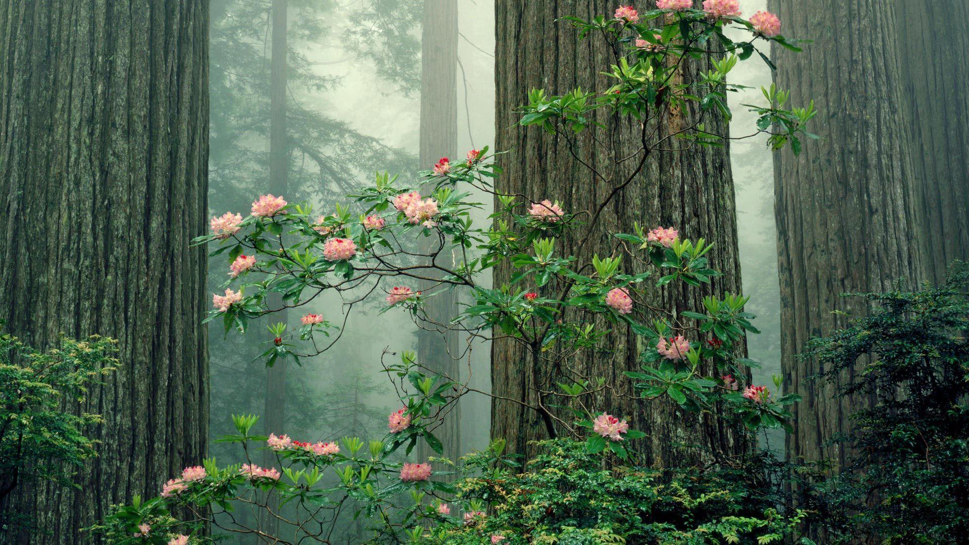1920x1080 Free download Redwood Sequoia National Park downloads background