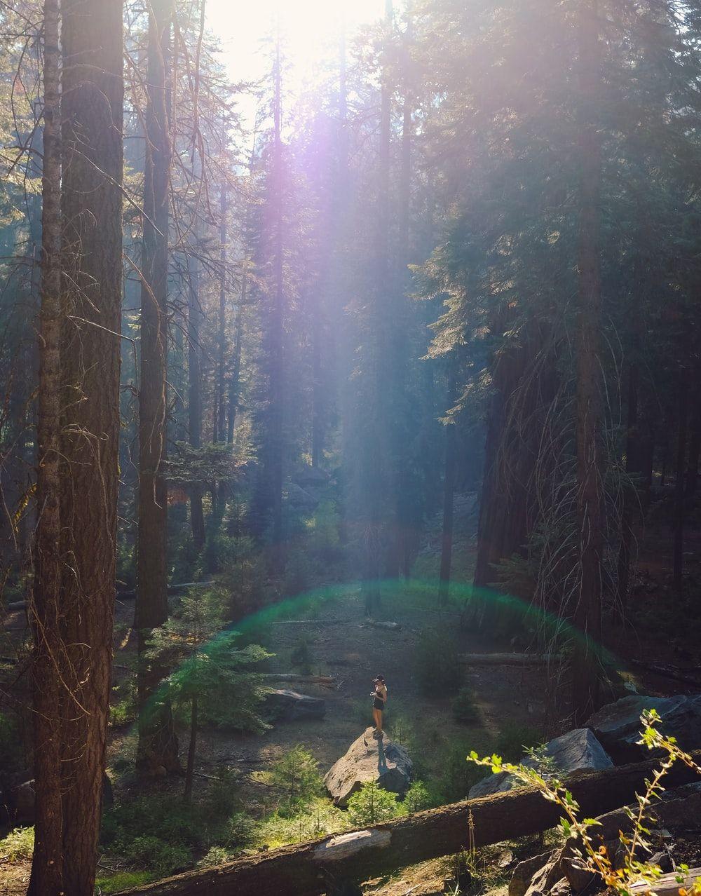 1000x1278 Sequoia National Park Picture. Download Free Image