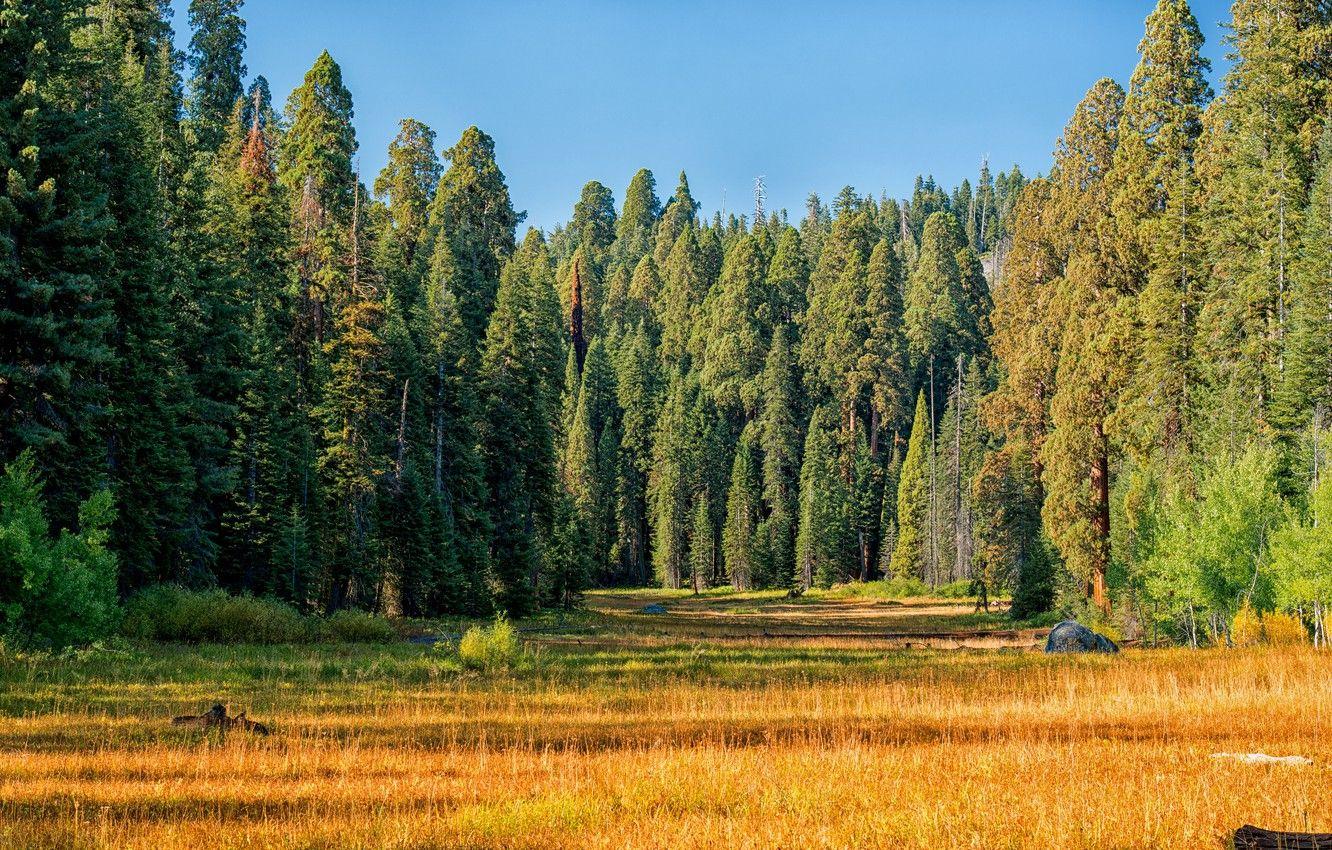 1332x850 Wallpaper USA, forest, autumn, grass, the sun, Sequoia National