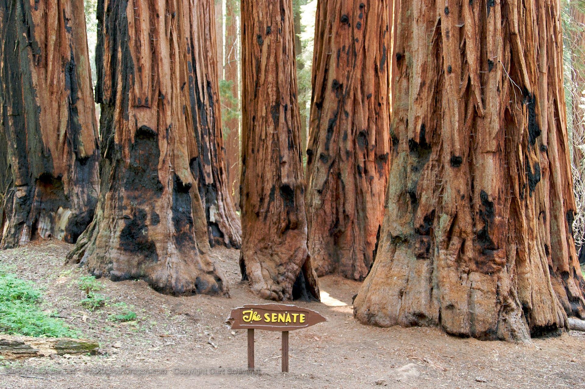 Sequoia National Park Wallpapers - Top Free Sequoia National Park