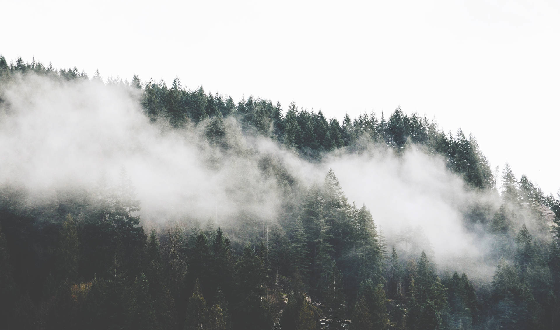 1920x1133 Foggy Forest Wallpaper