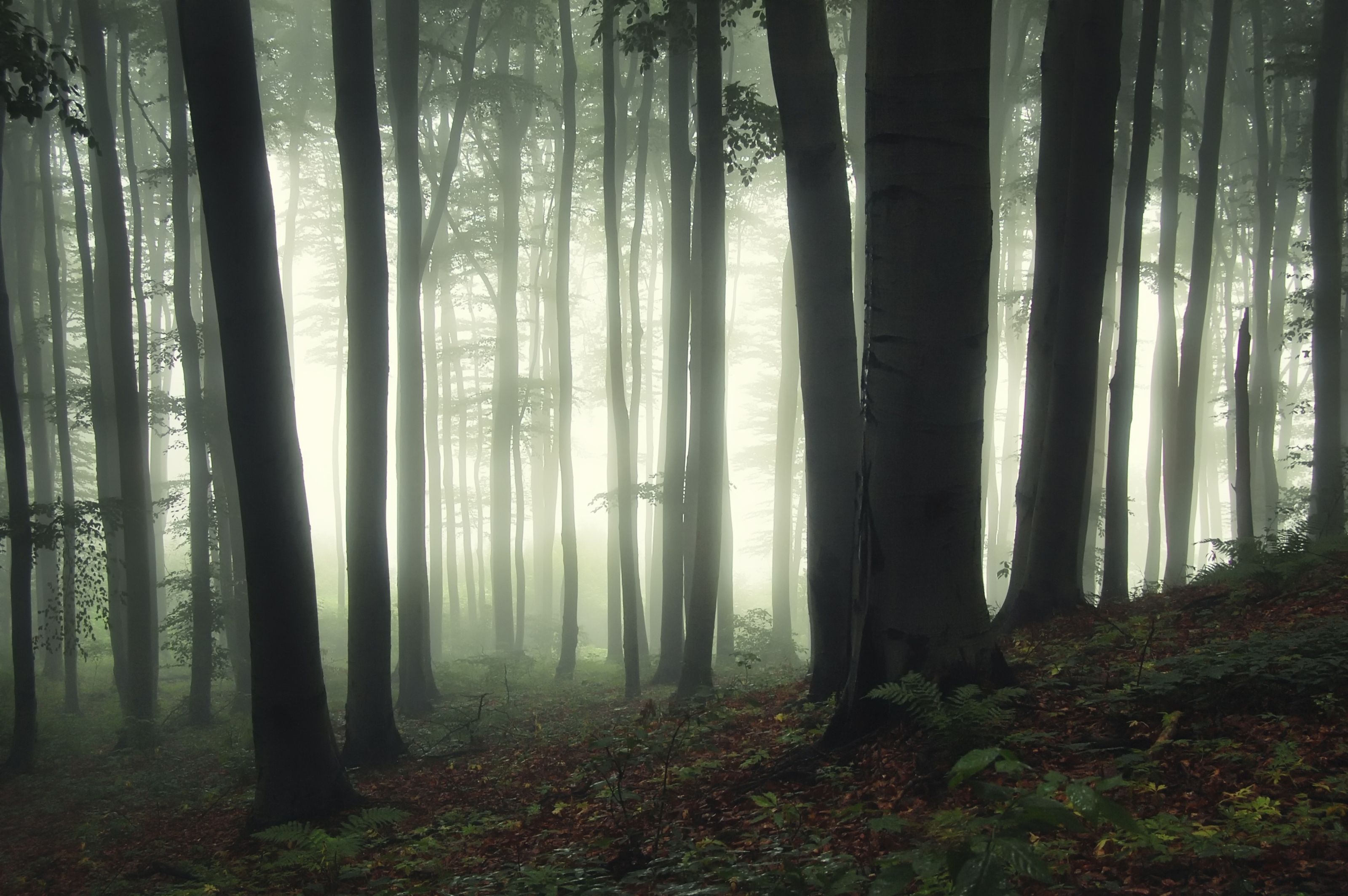 3200x2128 Foggy Forest Wall Mural
