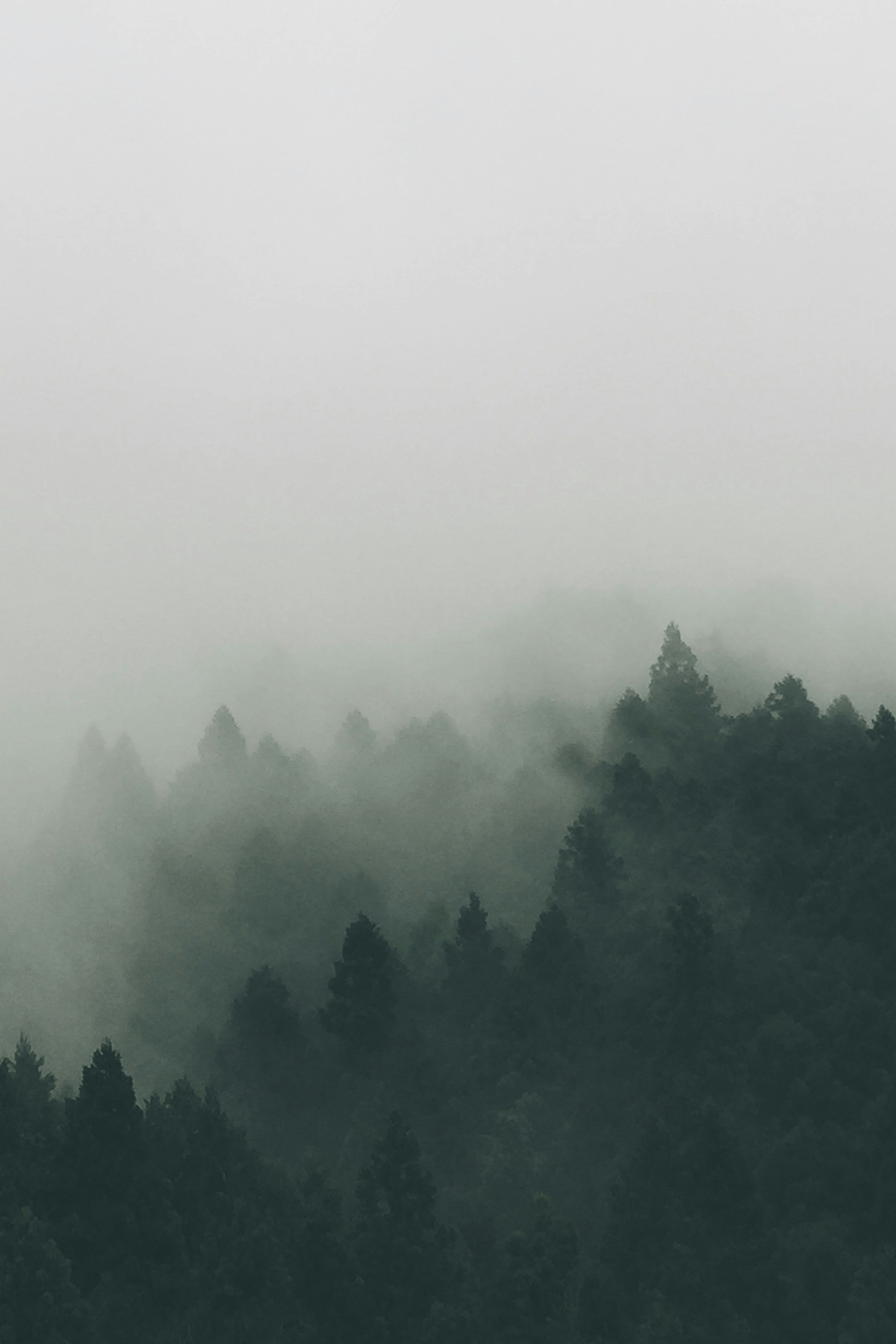 3000x4499 Forest covered with fogs photo