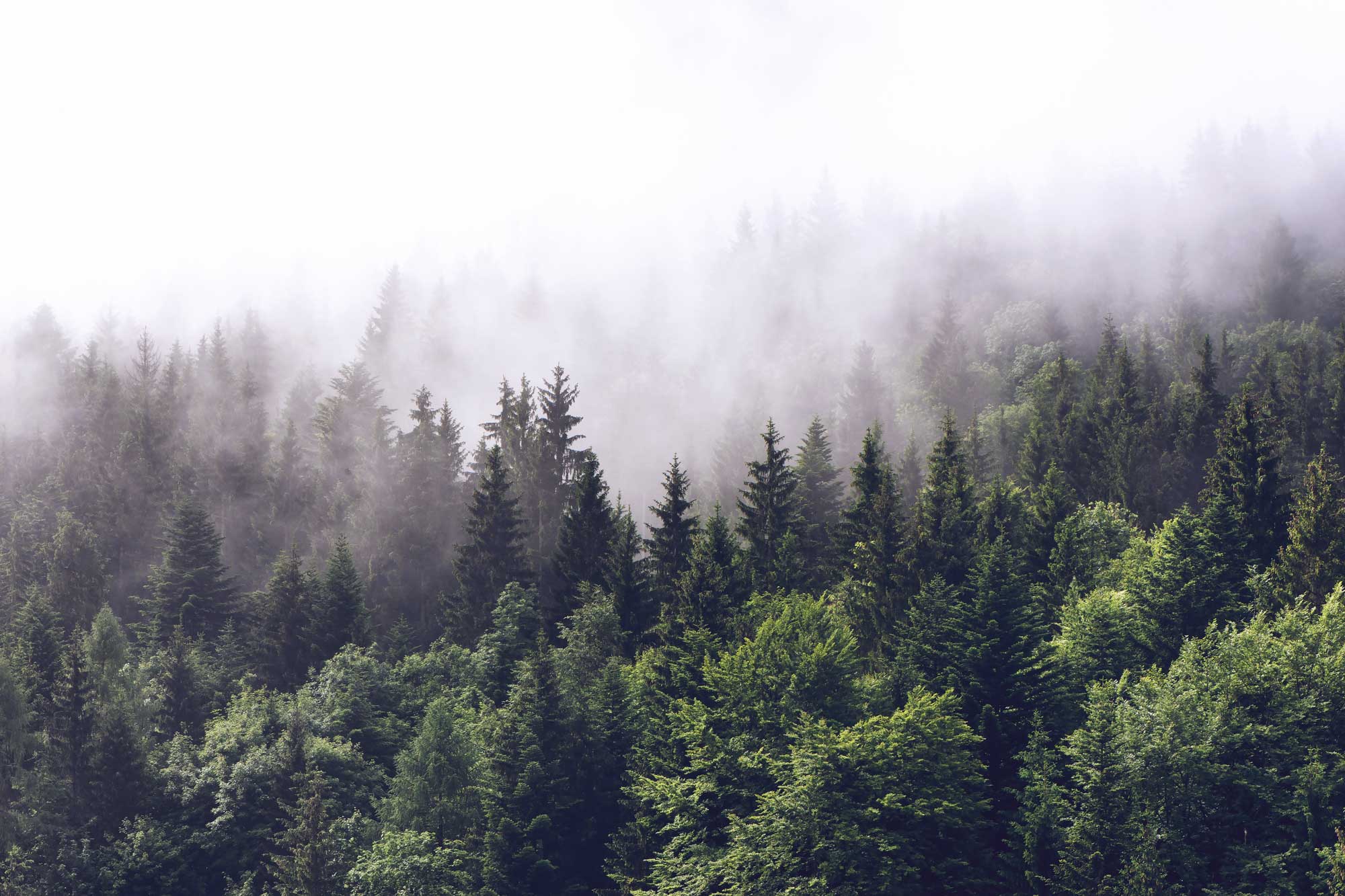 2000x1333 Foggy Forest 2 Wall Mural