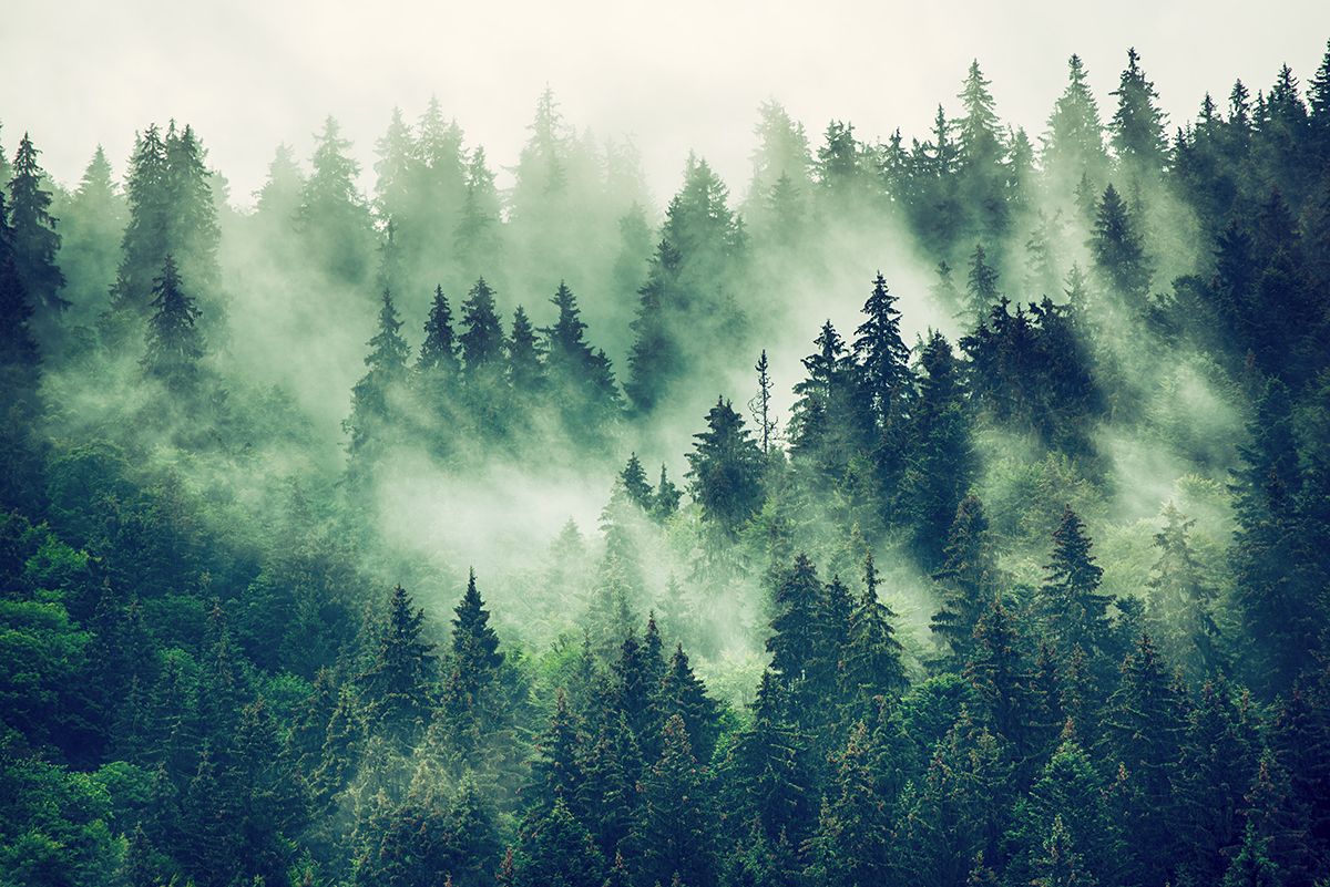 1200x801 Fog Clad Forest Serenity Wallpaper®