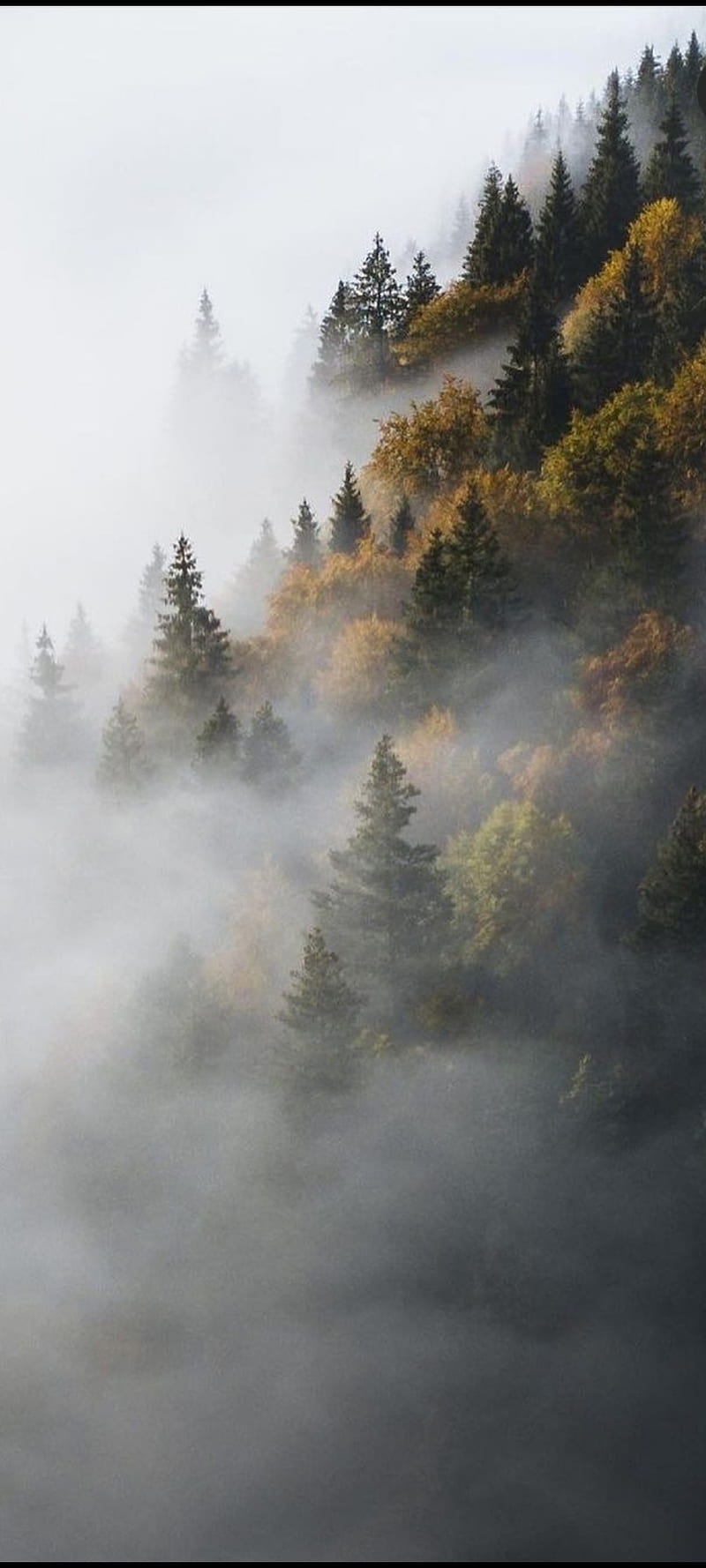 800x1778 Foggy forest, autumn, nature, fog, HD phone wallpaper