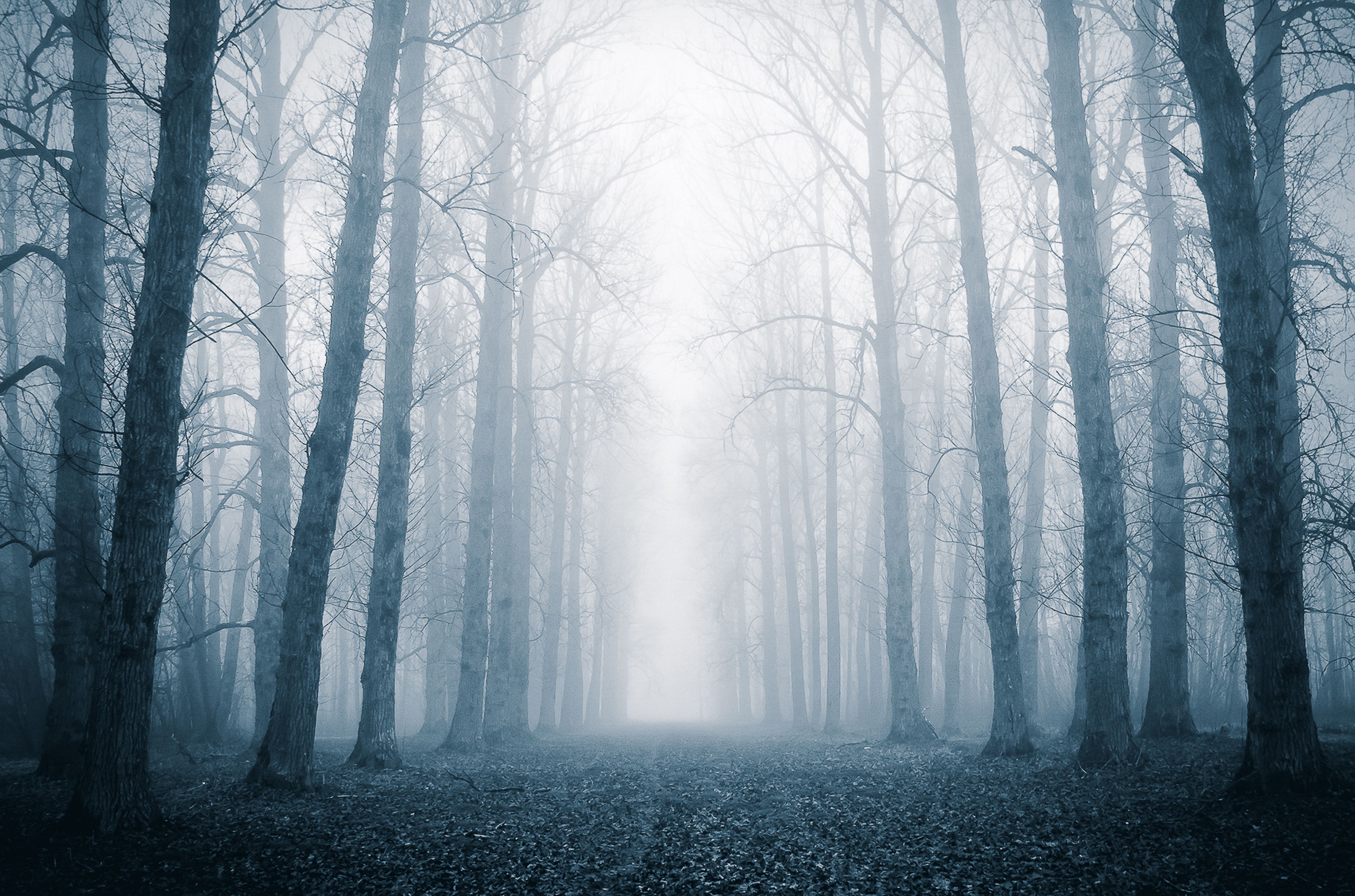 4288x2836 Mystical Foggy Forest Path Lined by Tall Trees · Free
