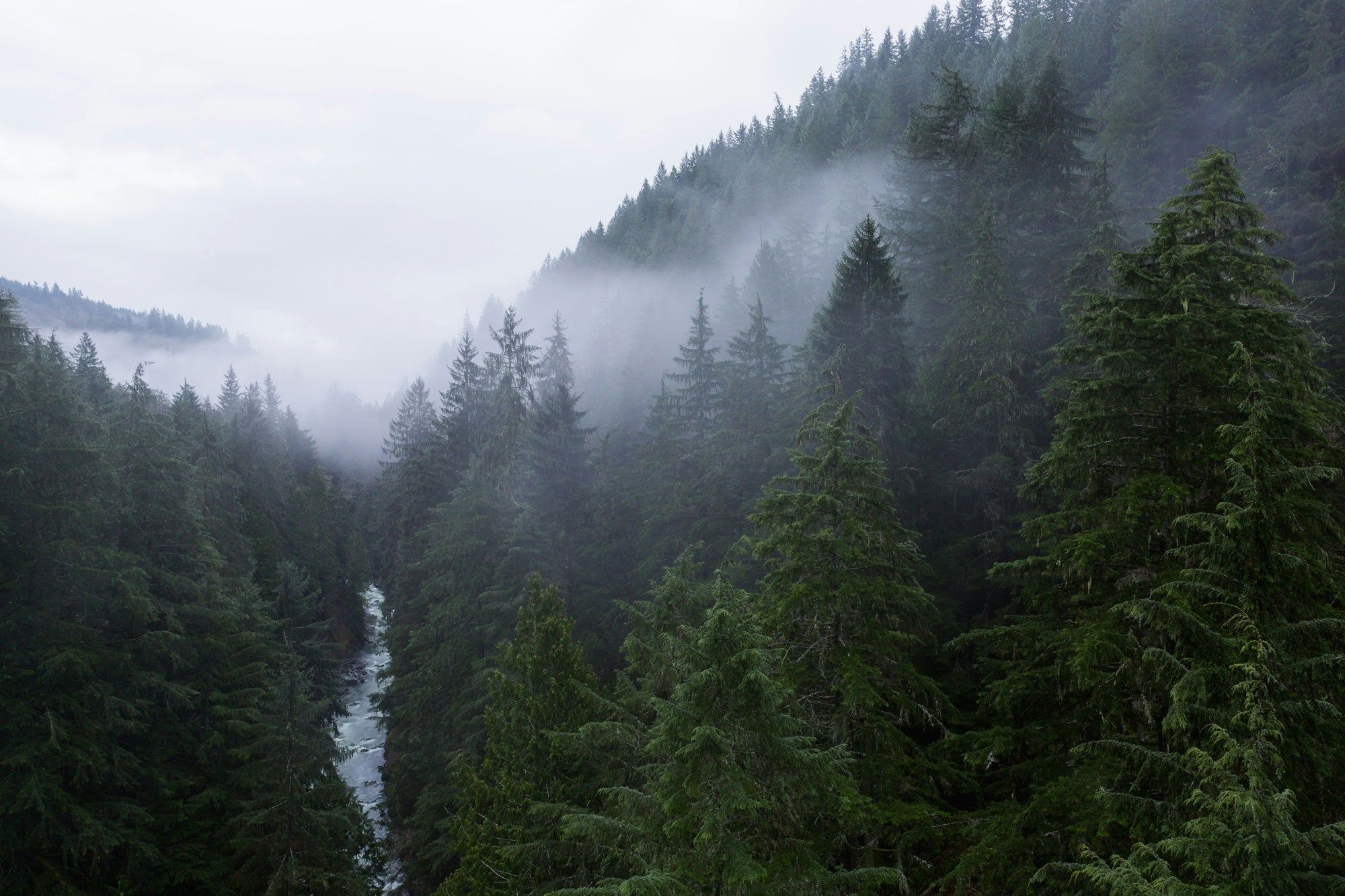 2000x1333 Misty Evergreen