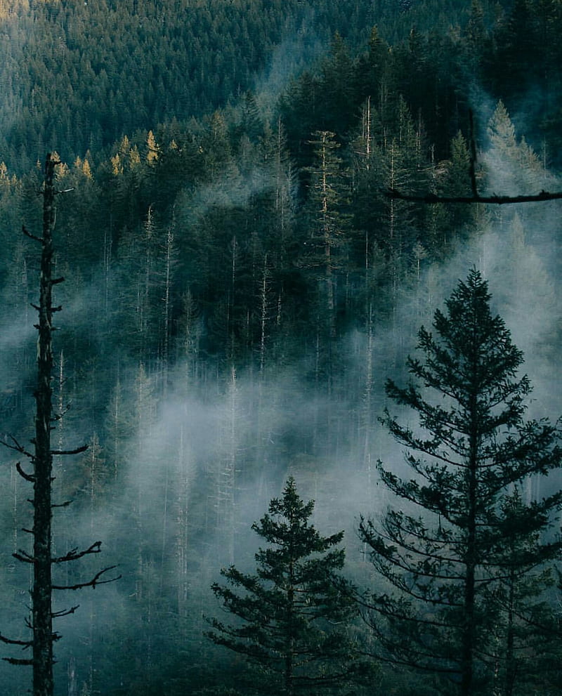800x991 Foggy Forest, fog, green, nature, snow, HD phone wallpaper