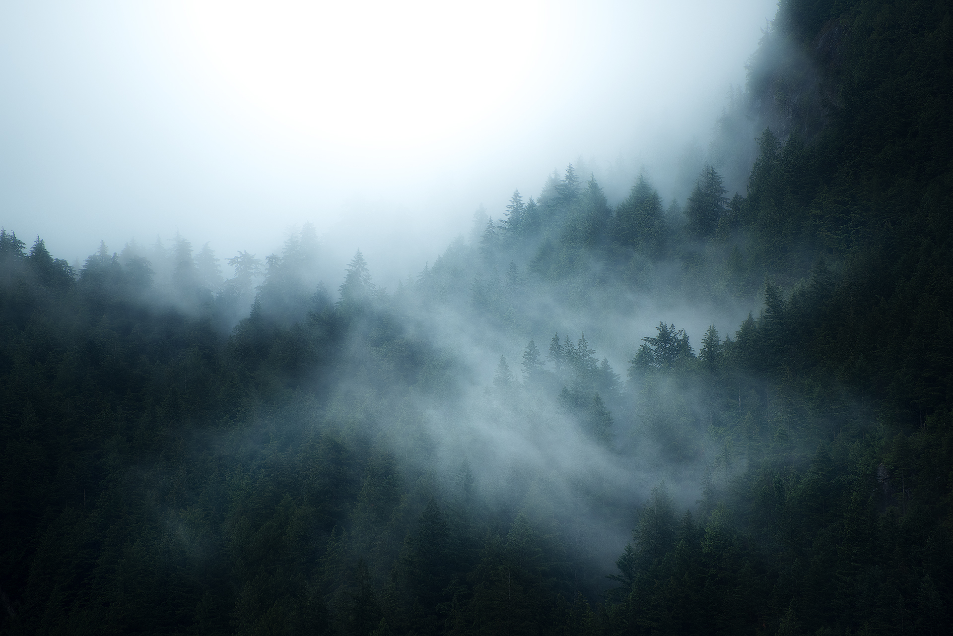 1920x1282 British Columbia Foggy Forest Wallpaper, HD Nature 4K Wallpaper, Image and Background