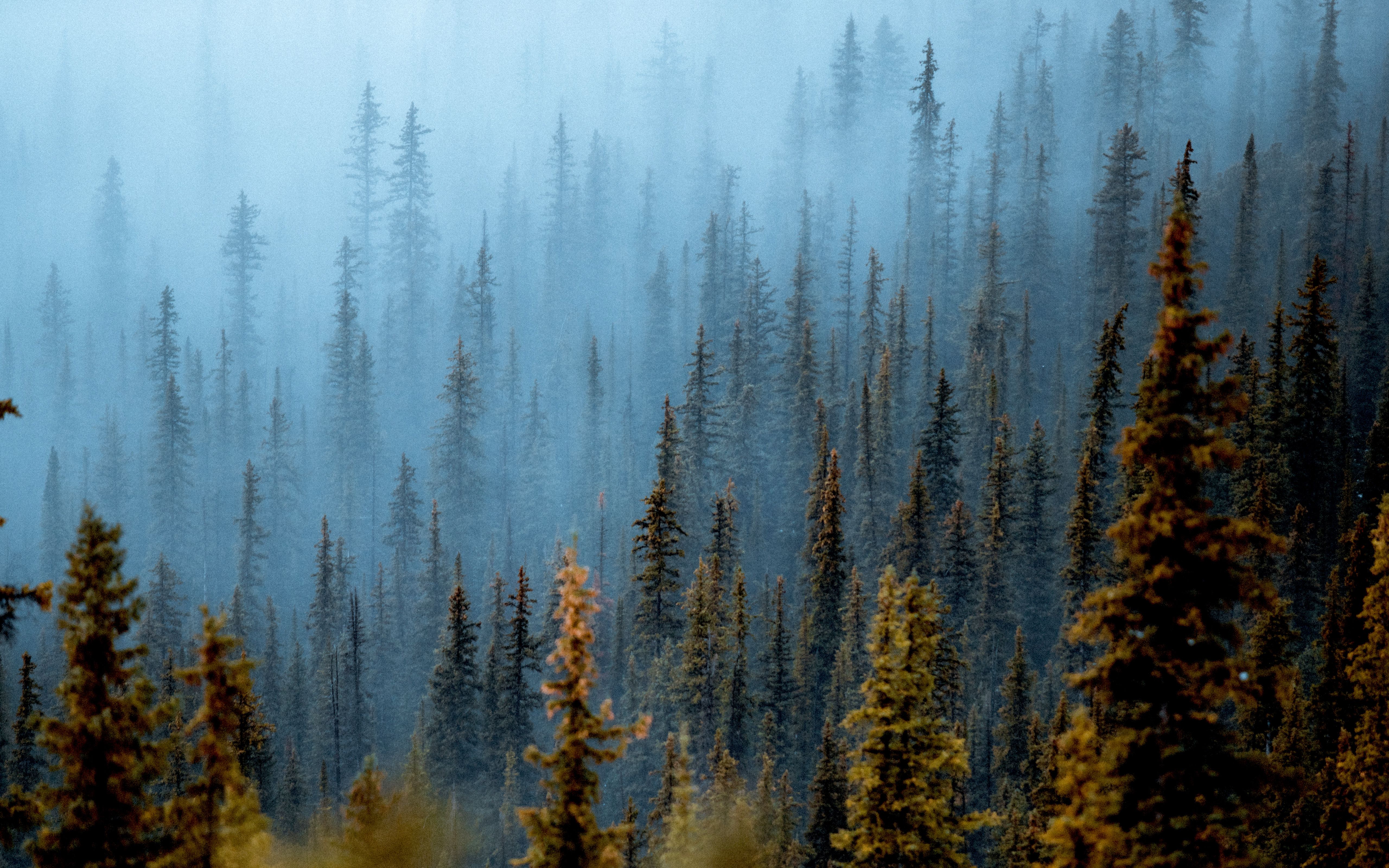 5120x3200 Foggy forest Wallpaper 4K, Pine trees, Daytime