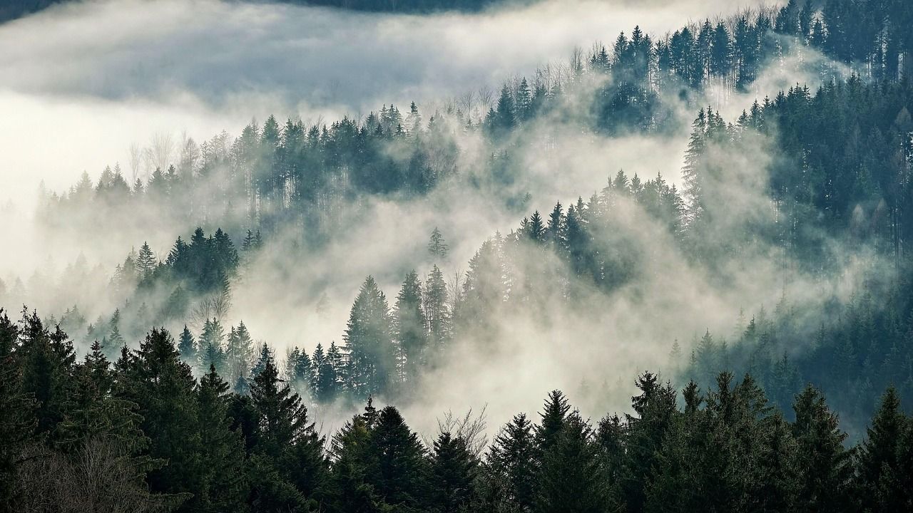 1280x720 Free Foggy Forest & Forest Image