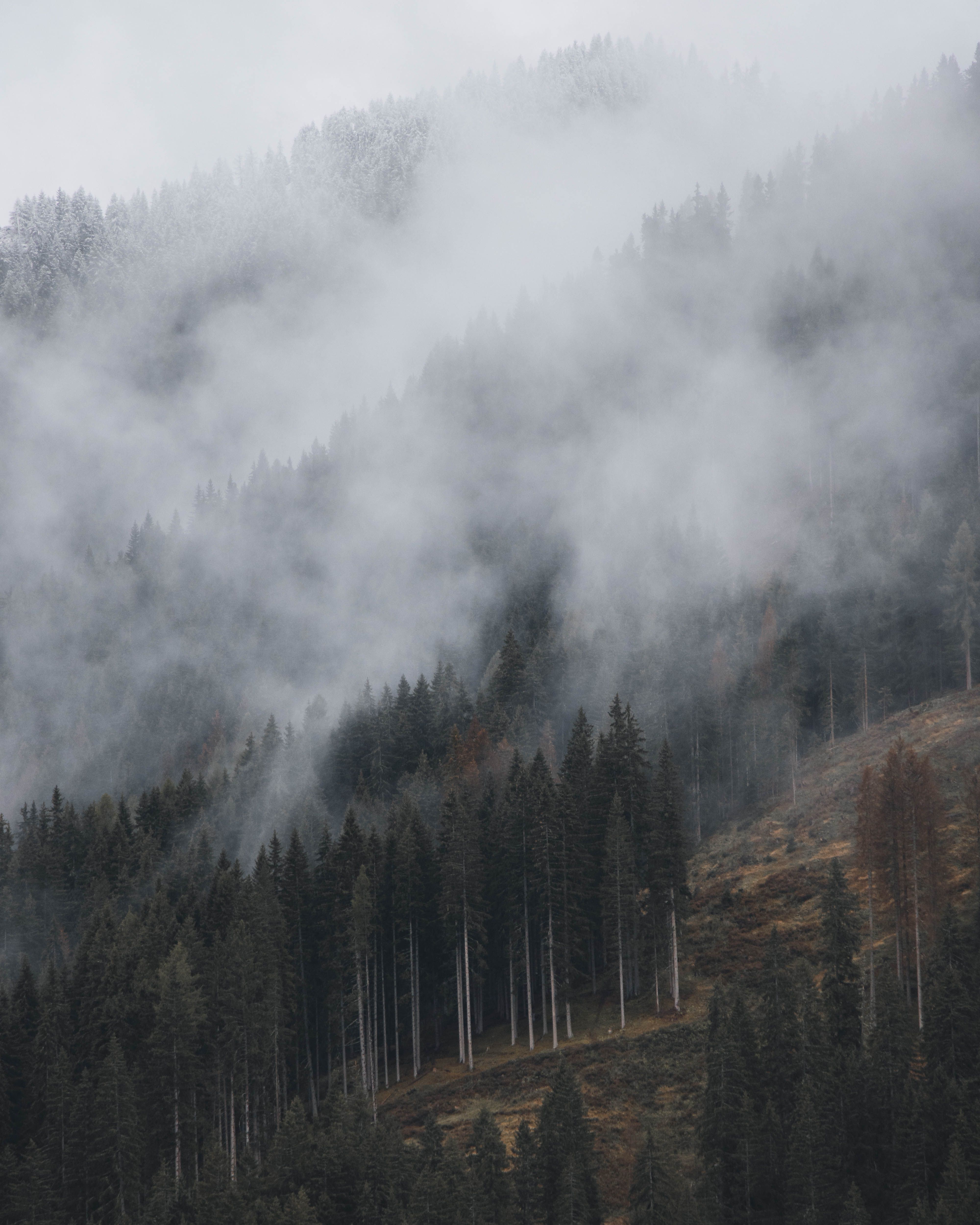 4000x5000 Fog and Clouds over Forest on Hill · Free