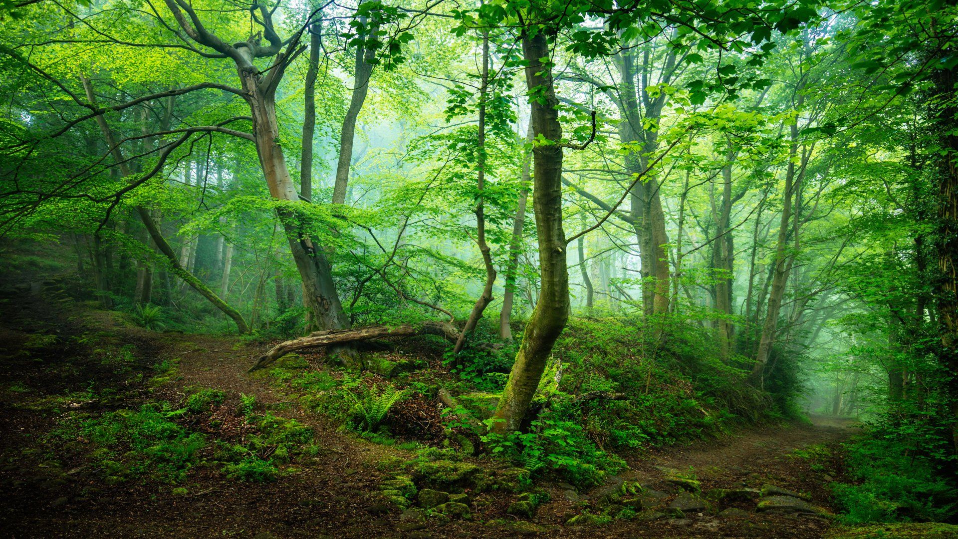 1920x1080 Serene Foggy Forest: 8K Ultra HD Wallpaperx4876