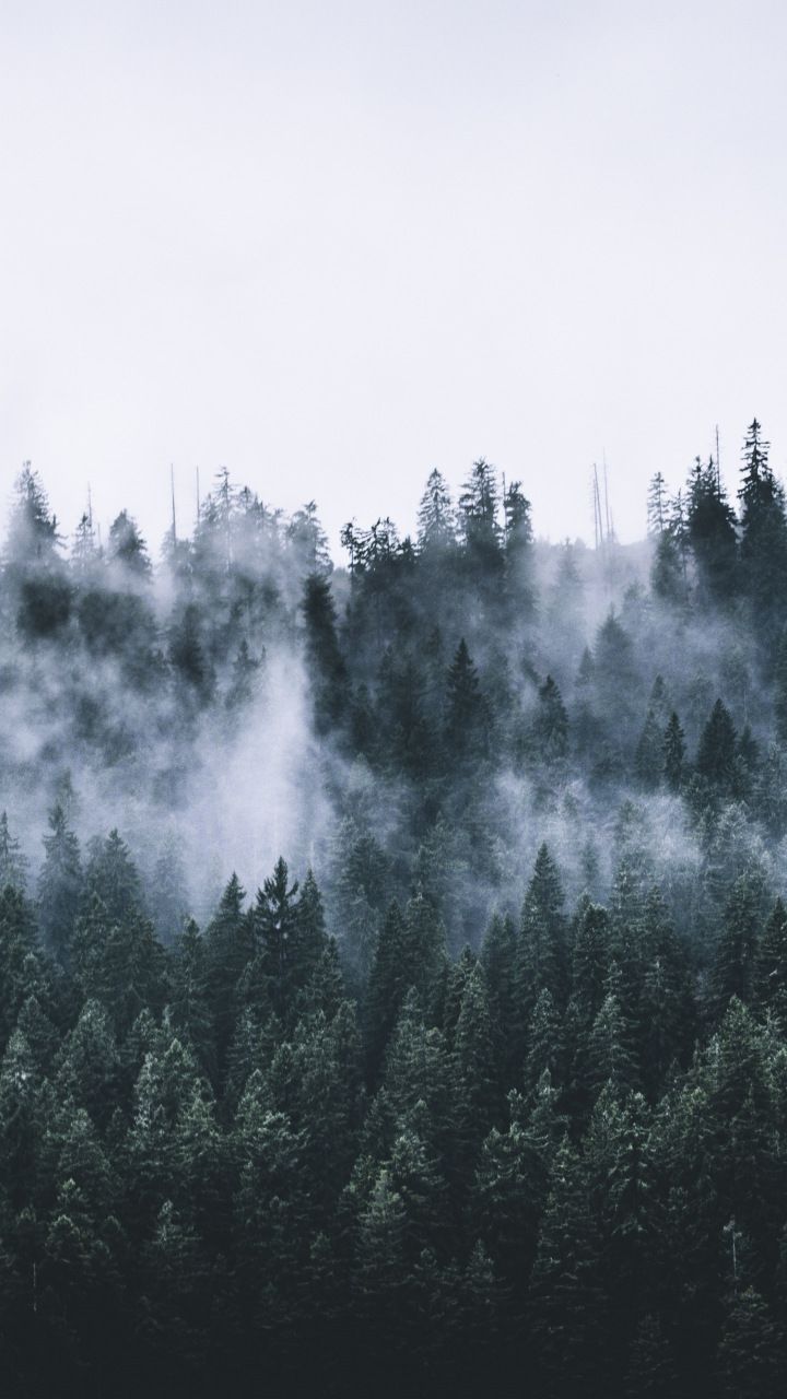 720x1280 Green, forest, fog, nature, trees, dawn, 720x1280 wallpaper