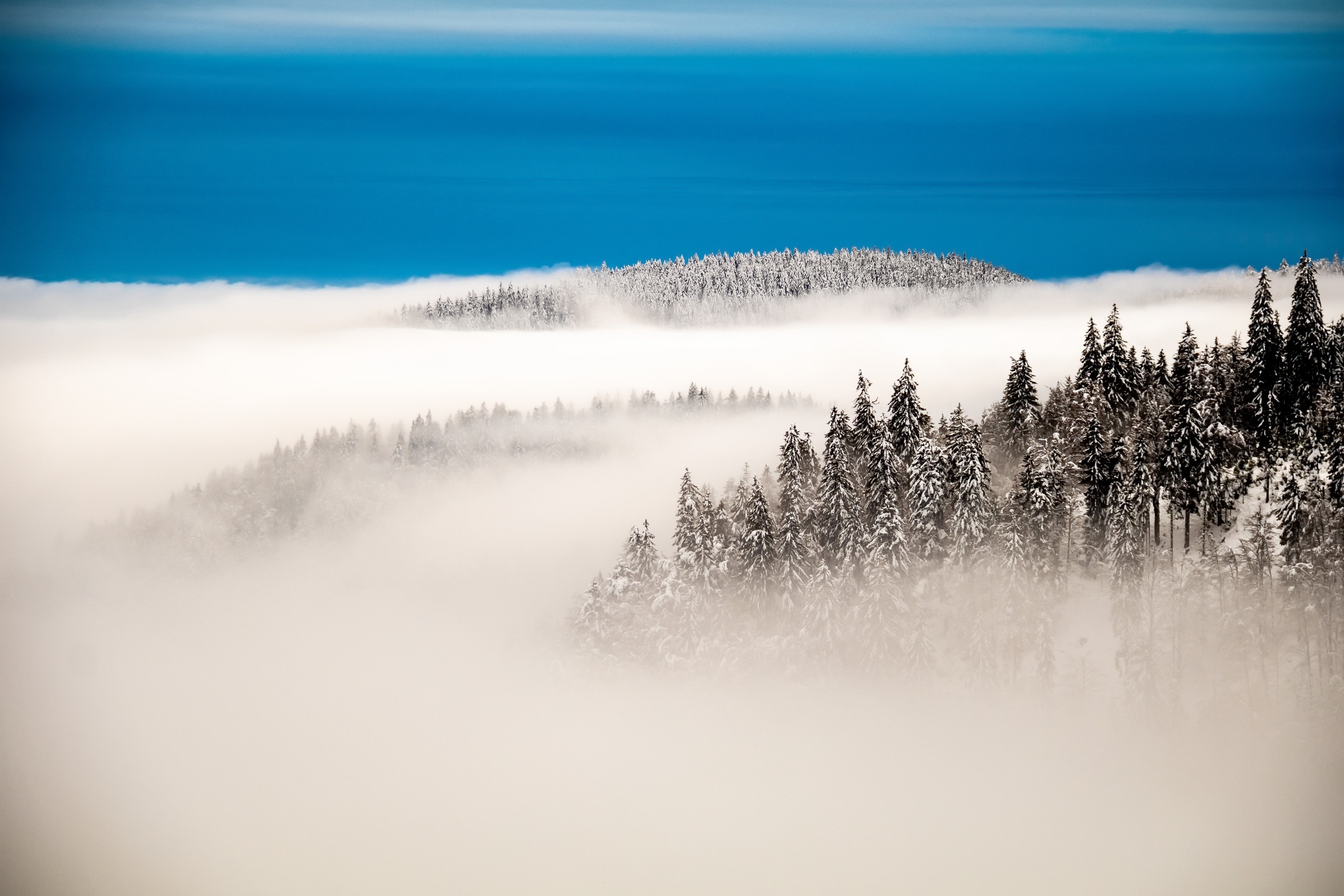 2560x1707 Foggy Forest Wallpaper, HD Nature 4K Wallpaper, Image and Background