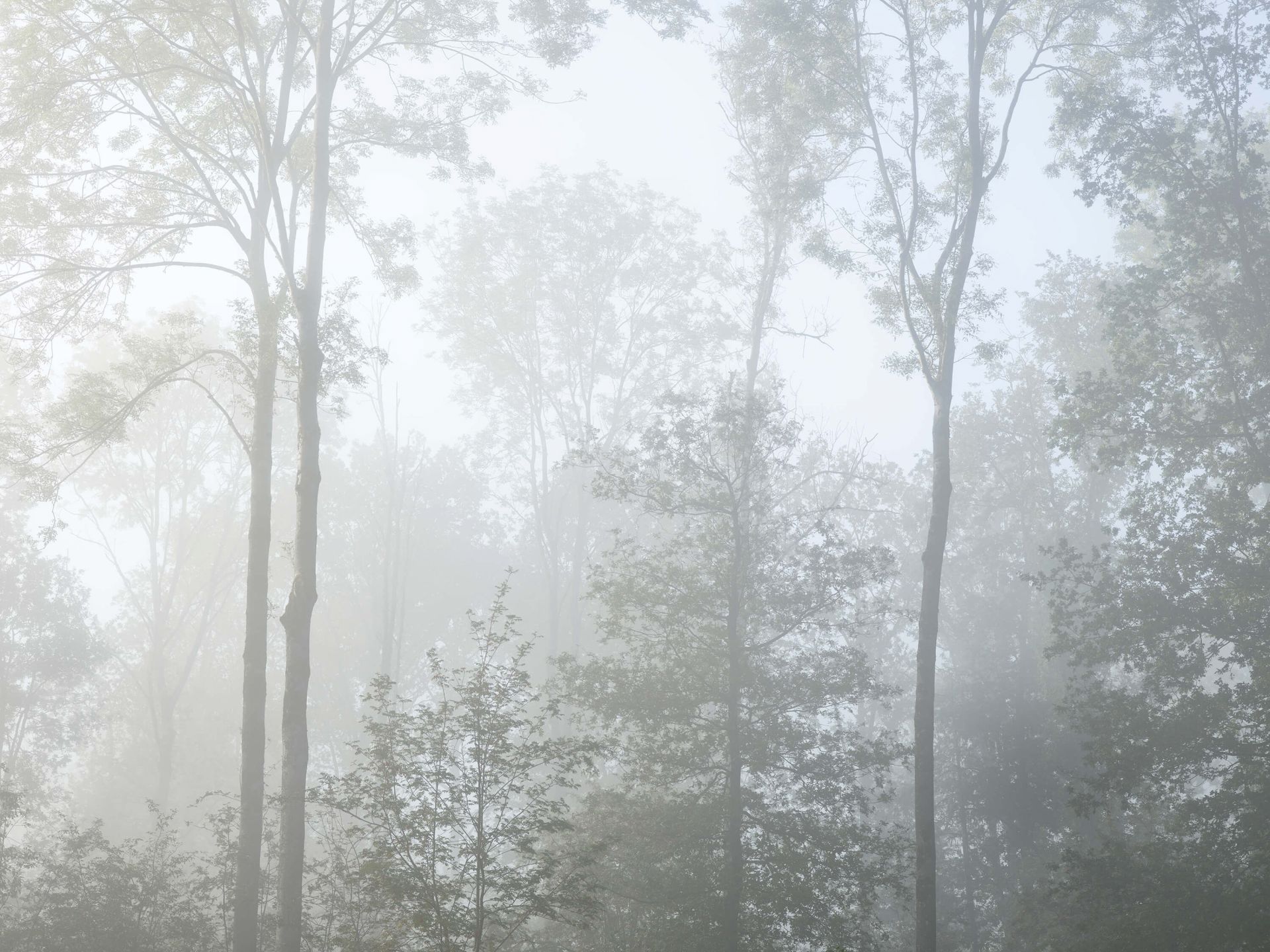 1920x1440 Dense fog in the forest