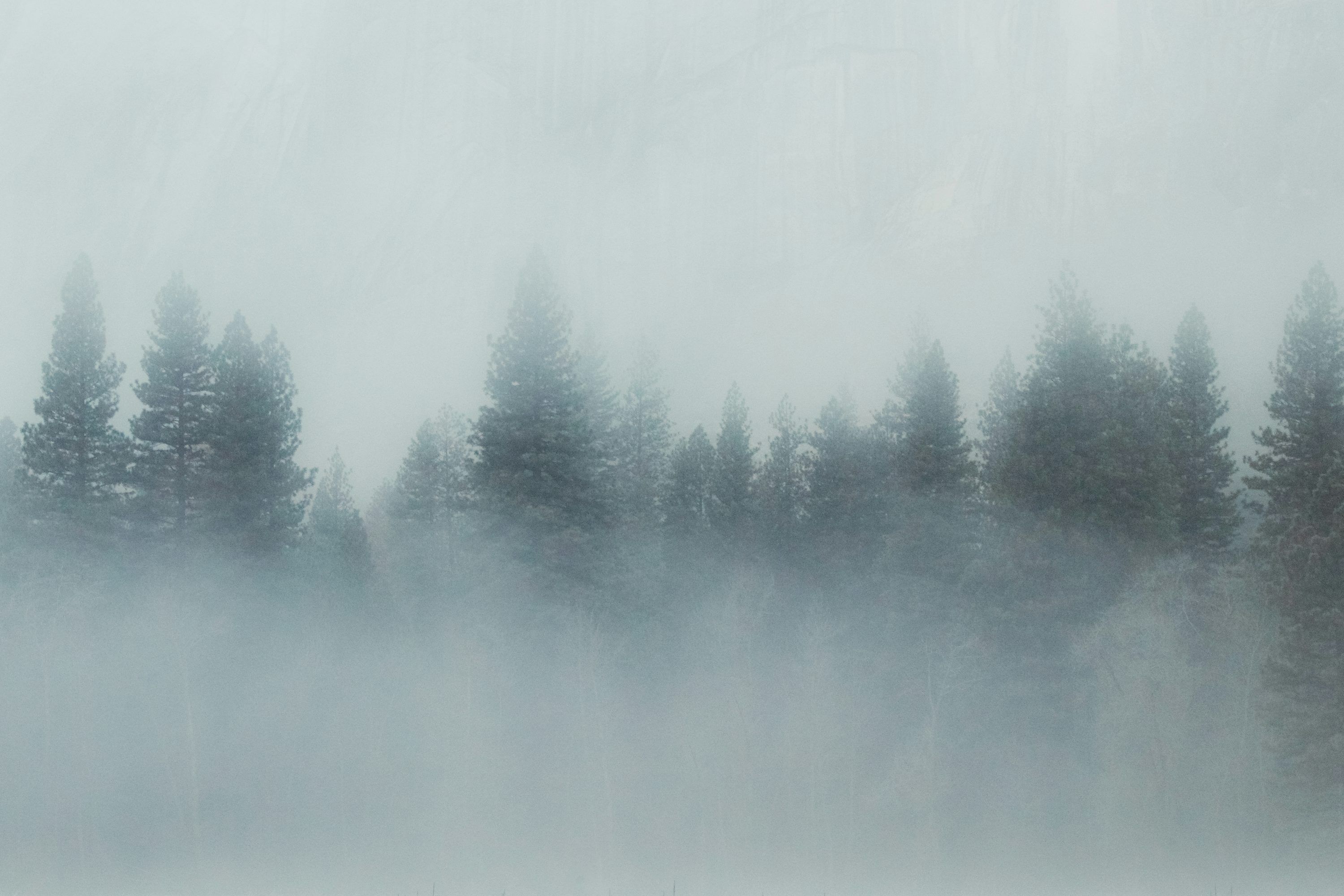 3000x2000 Fog shrouds a forest of tall pine trees. photo