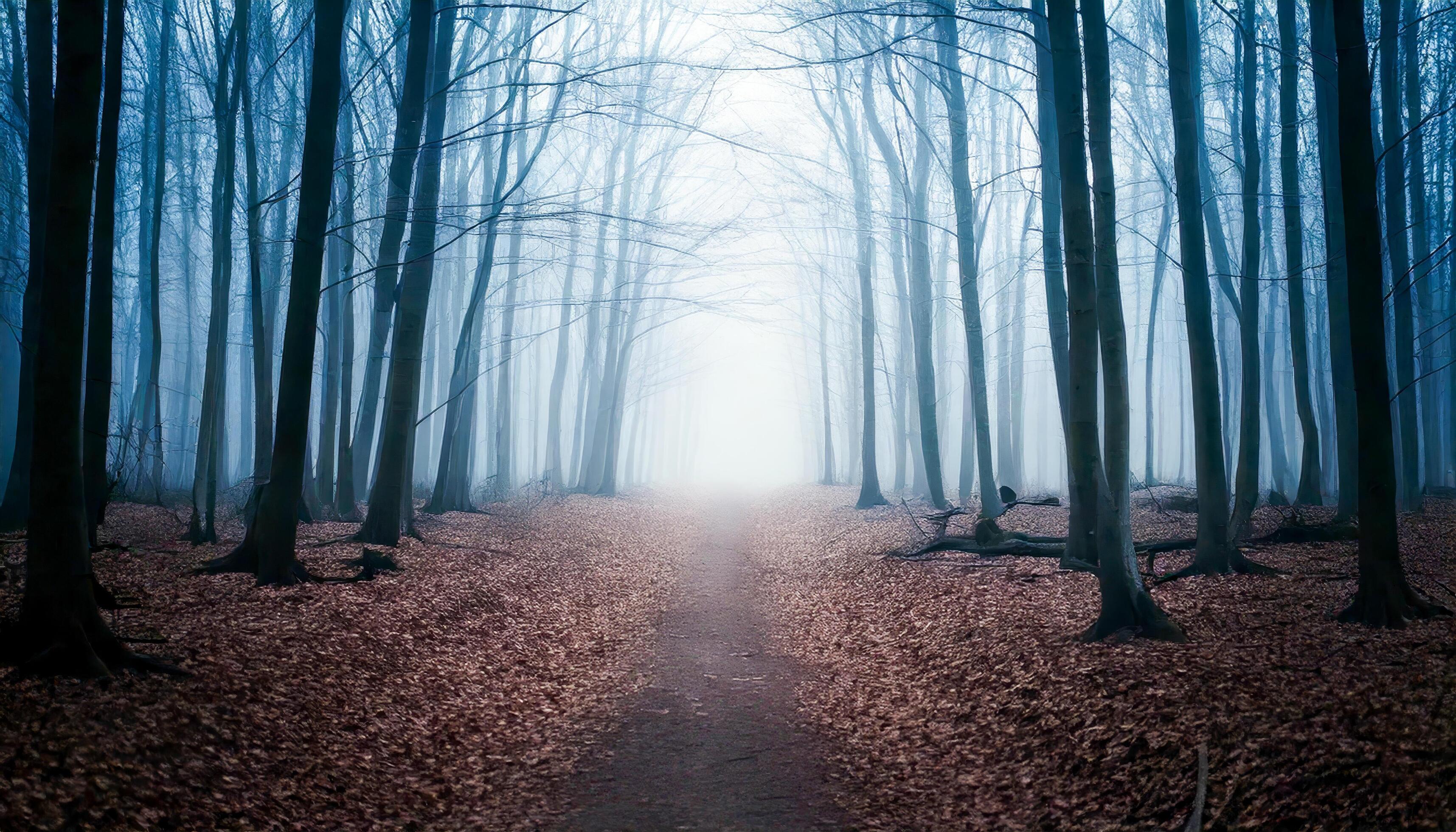 3430x1960 Foggy forest path covered in fallen brown leaves, winding through tall, bare trees. Ethereal light in the distance. Mysterious and tranquil atmosphere. Explore the silent, dreamlike woods in autumn. 66234545