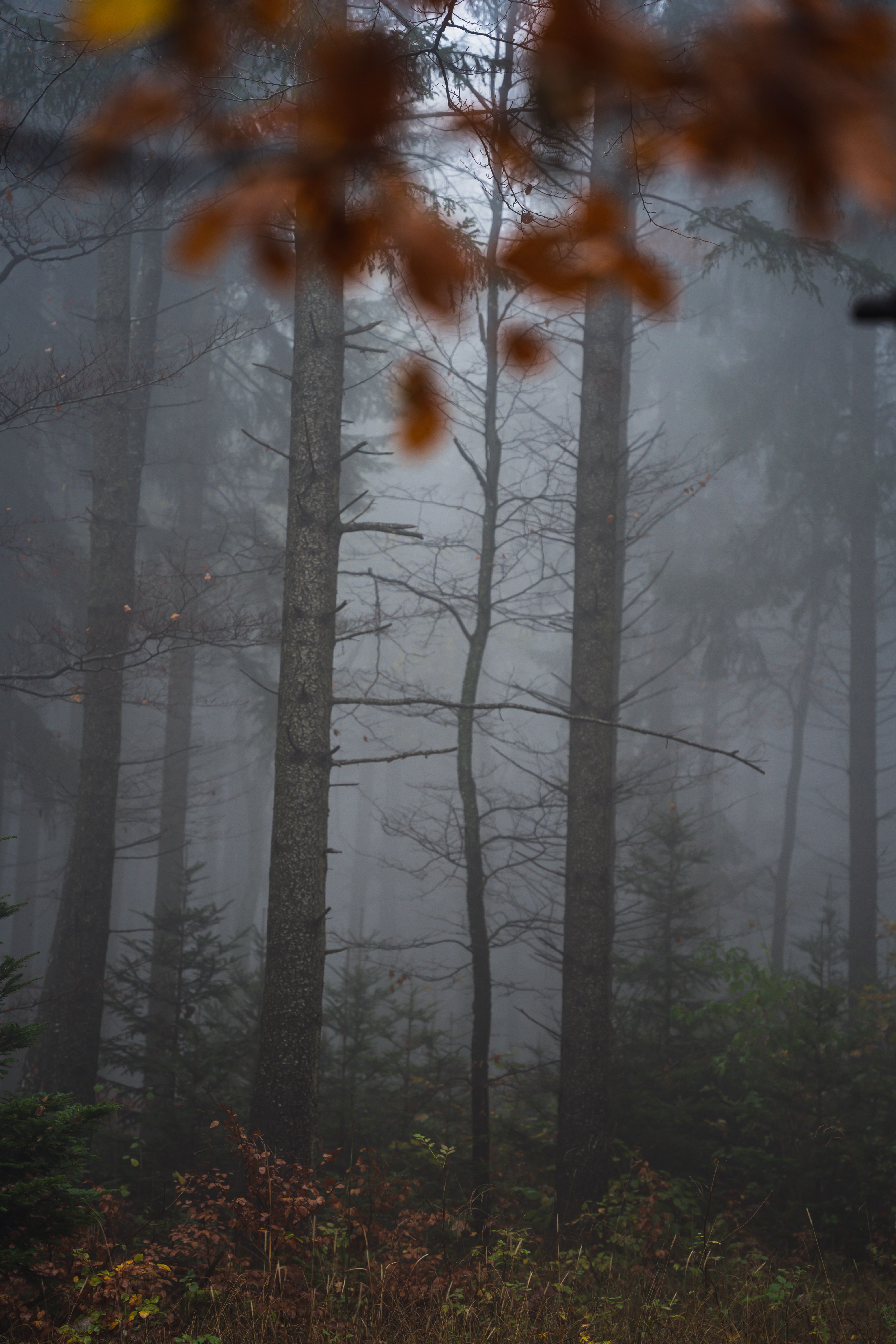 4000x6000 Scary Foggy Forest · Free