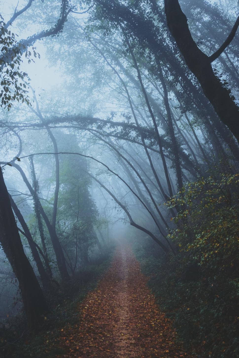 970x1455 Free of Path Leading Through Foggy Forest. Download Free Image and Free Illustrations