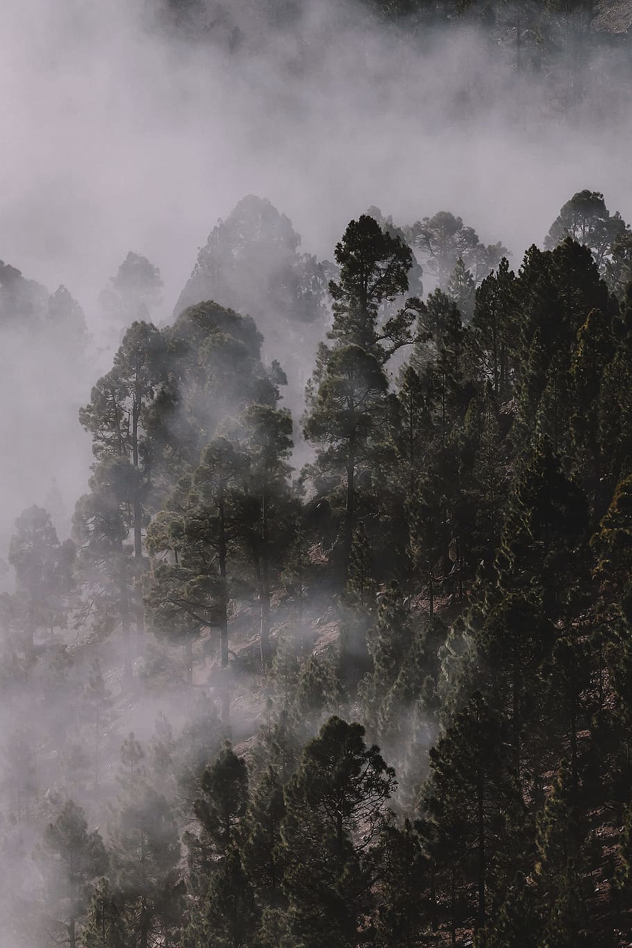 910x1365 green trees, mist, fog, cloud, tree, forest, wood, woodland