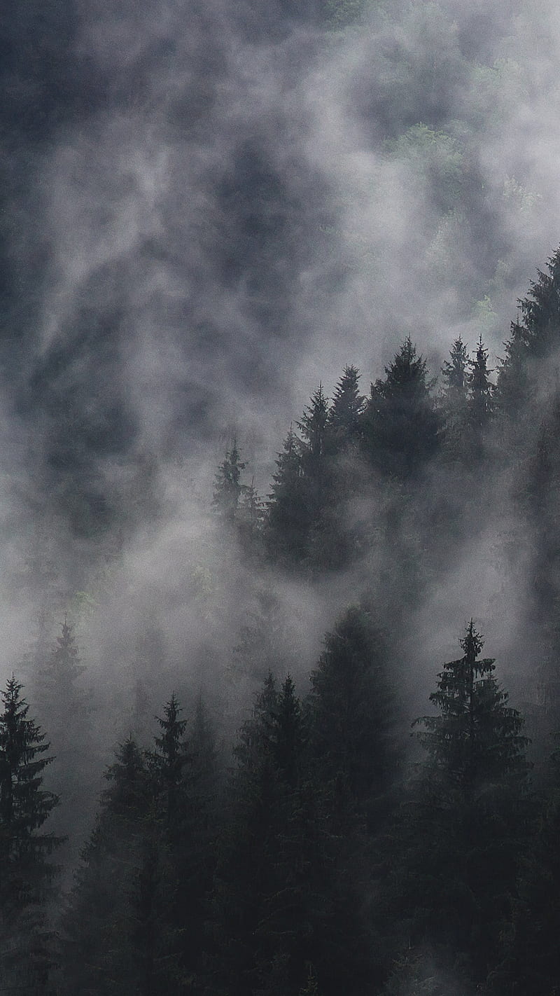 800x1422 Foggy Forest, clouds, dark, fog, nature, HD phone wallpaper