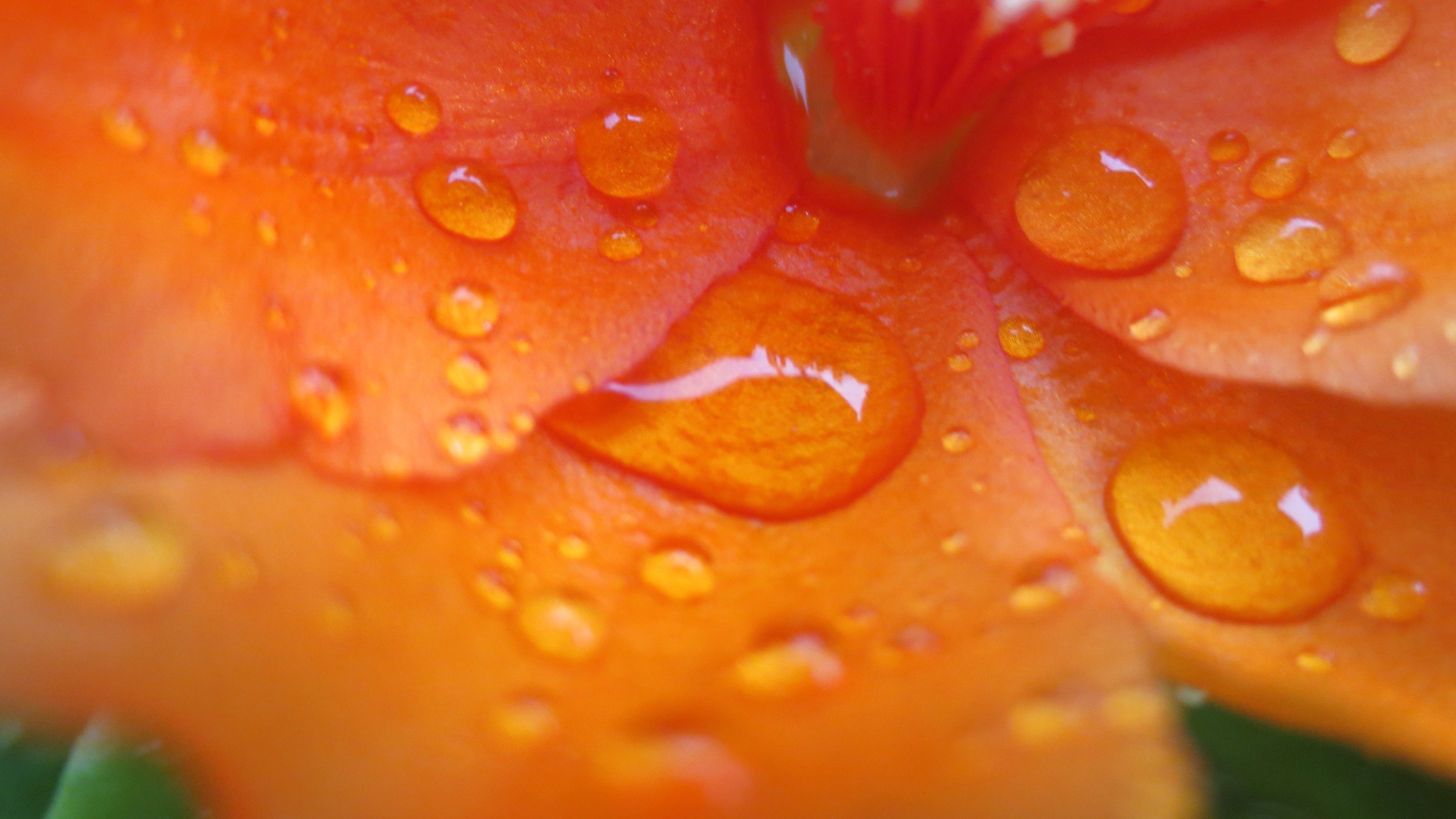 4608x2592 nature, Macro, Photography, Flowers Wallpaper HD / Desktop and Mobile Background