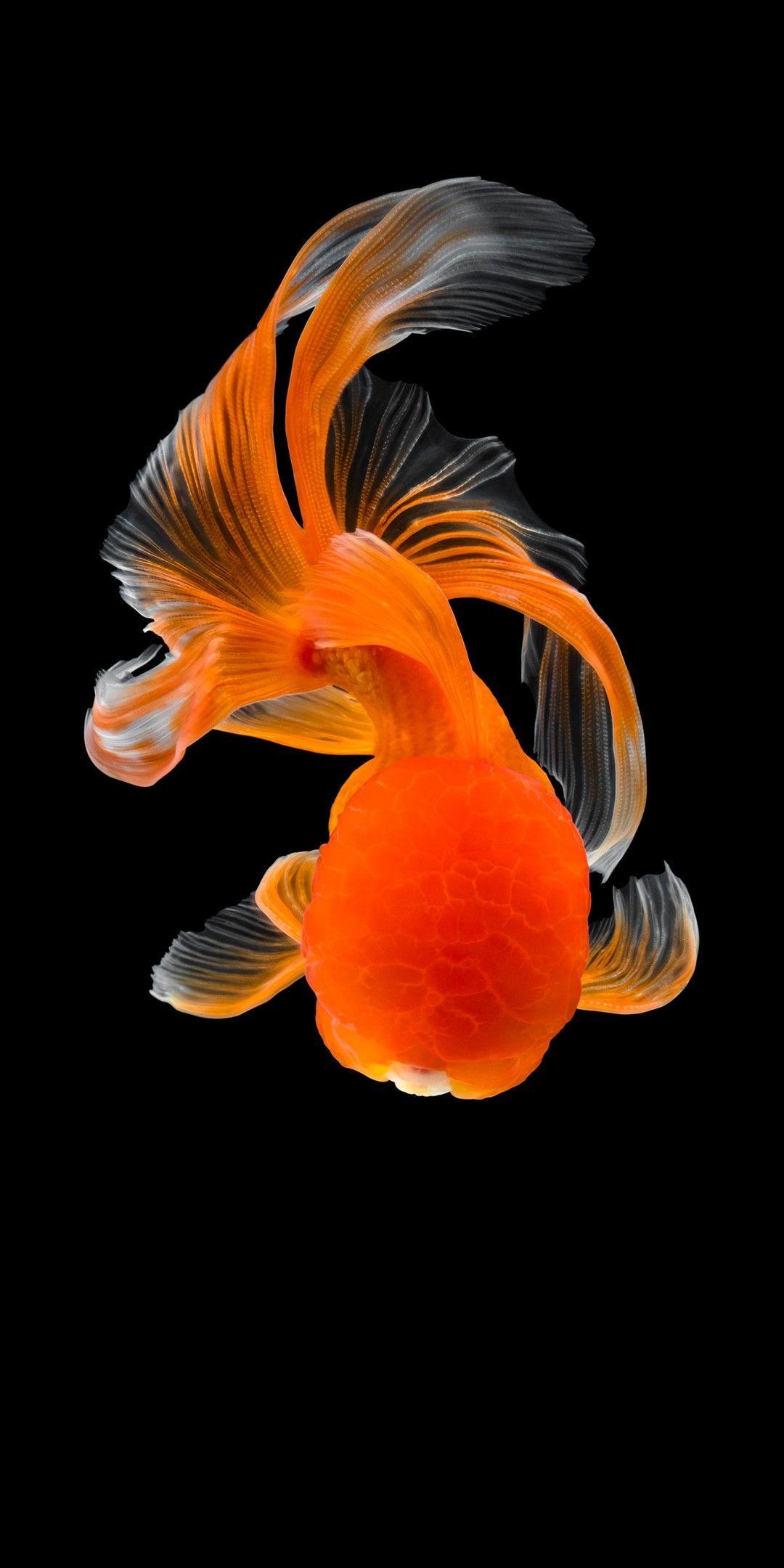 100 Cool Fish Pictures  Wallpaperscom