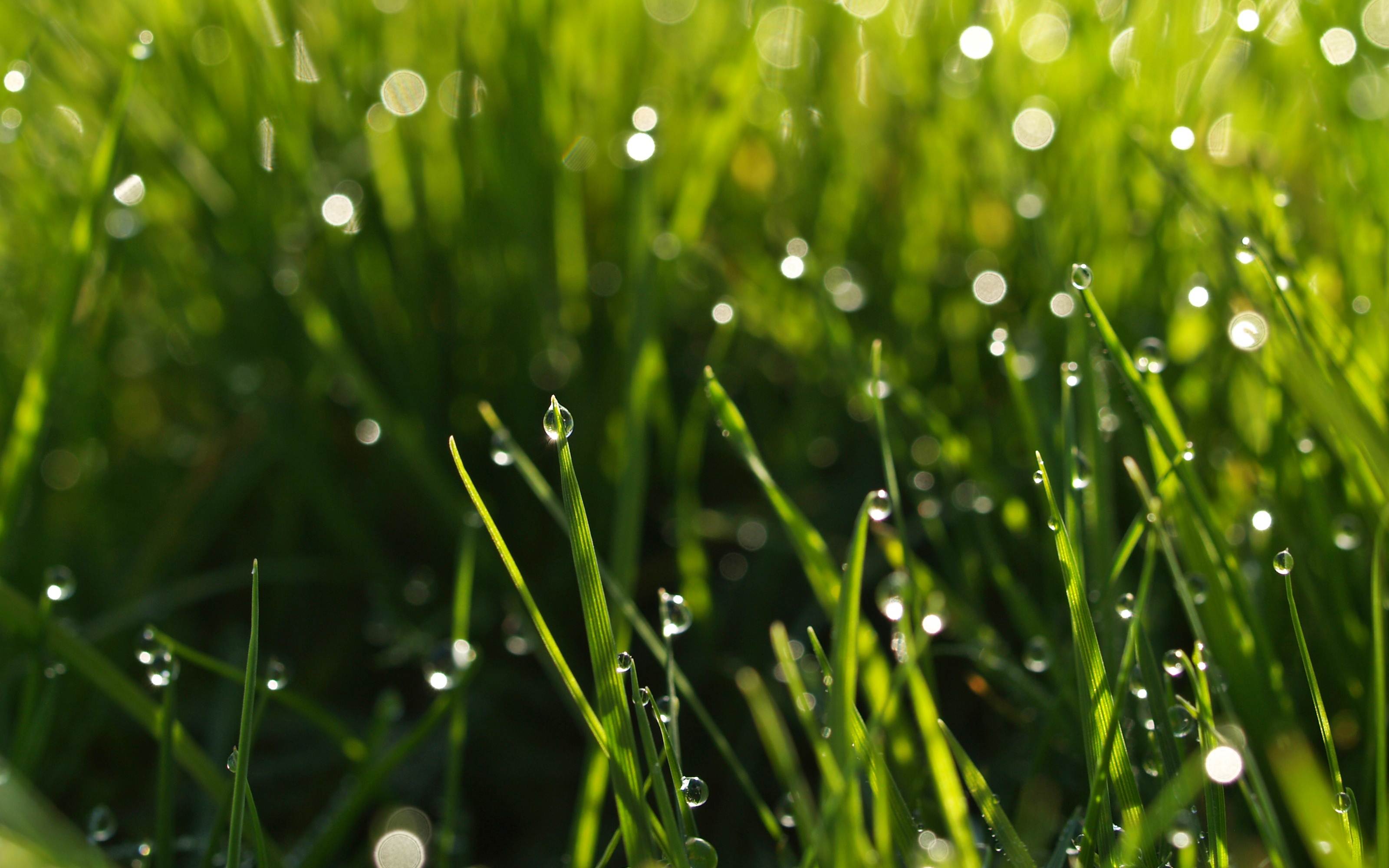 3200x2000 Best HD Nature Wallpaper, Picture, Photo, HD Wallpaper