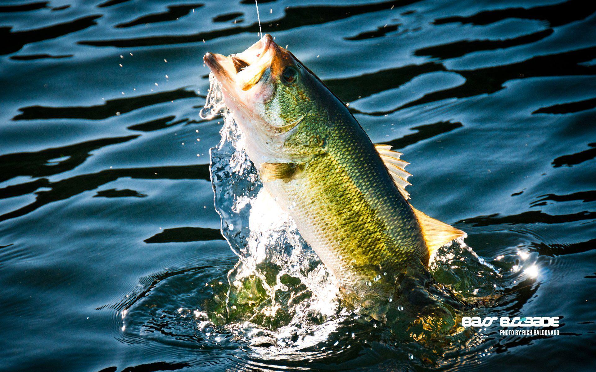 1920x1200 FISHING fish sport water fishes lake river bass wallpaper