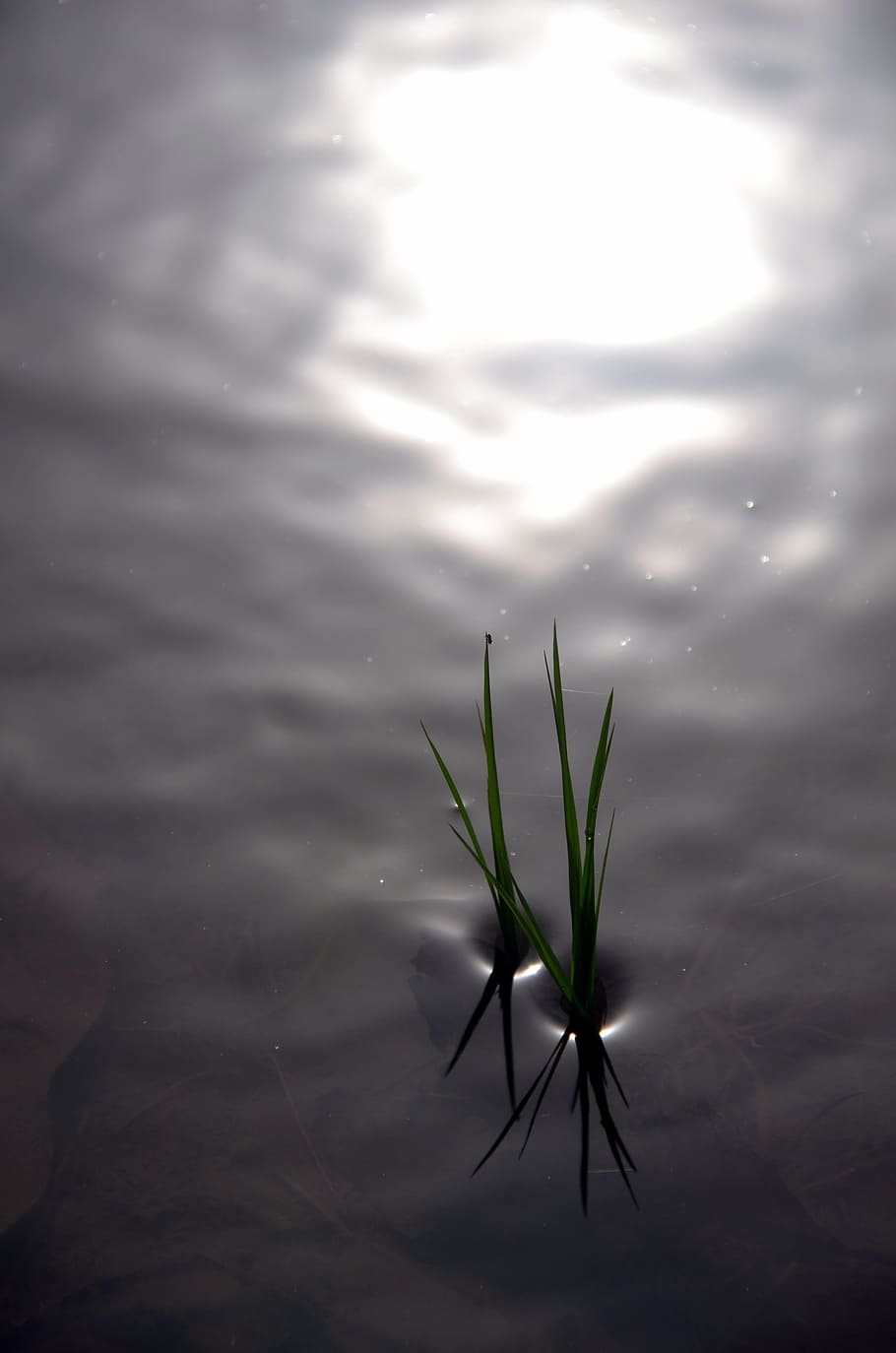 910x1374 HD wallpaper: rice, rice field, reflections, water, light