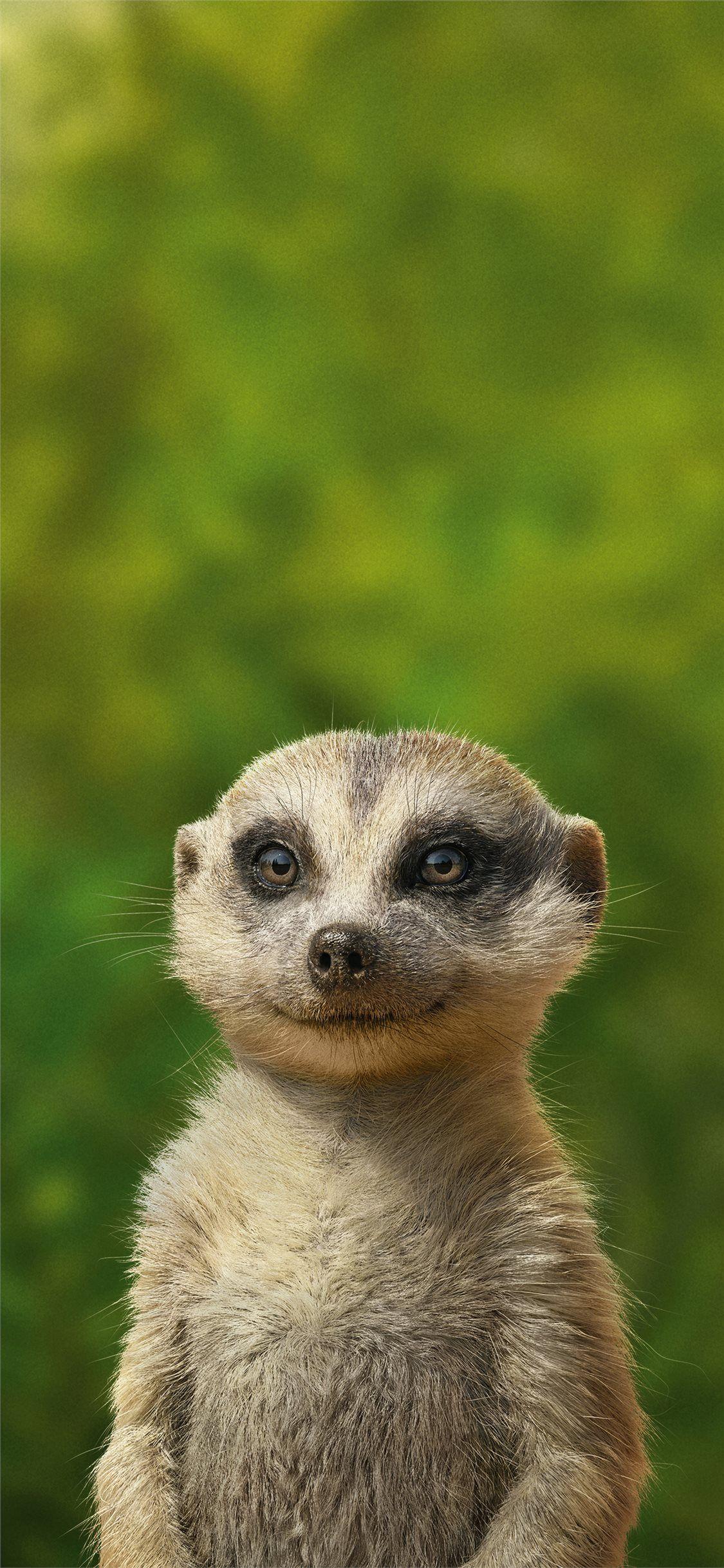 1125x2436 timon and pumbaa iPhone X Wallpaper Free Download