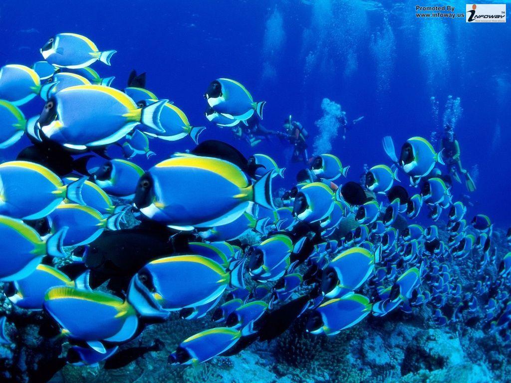 1024x768 underwater fishes wallpaper HD wallpaper. underwater fishe