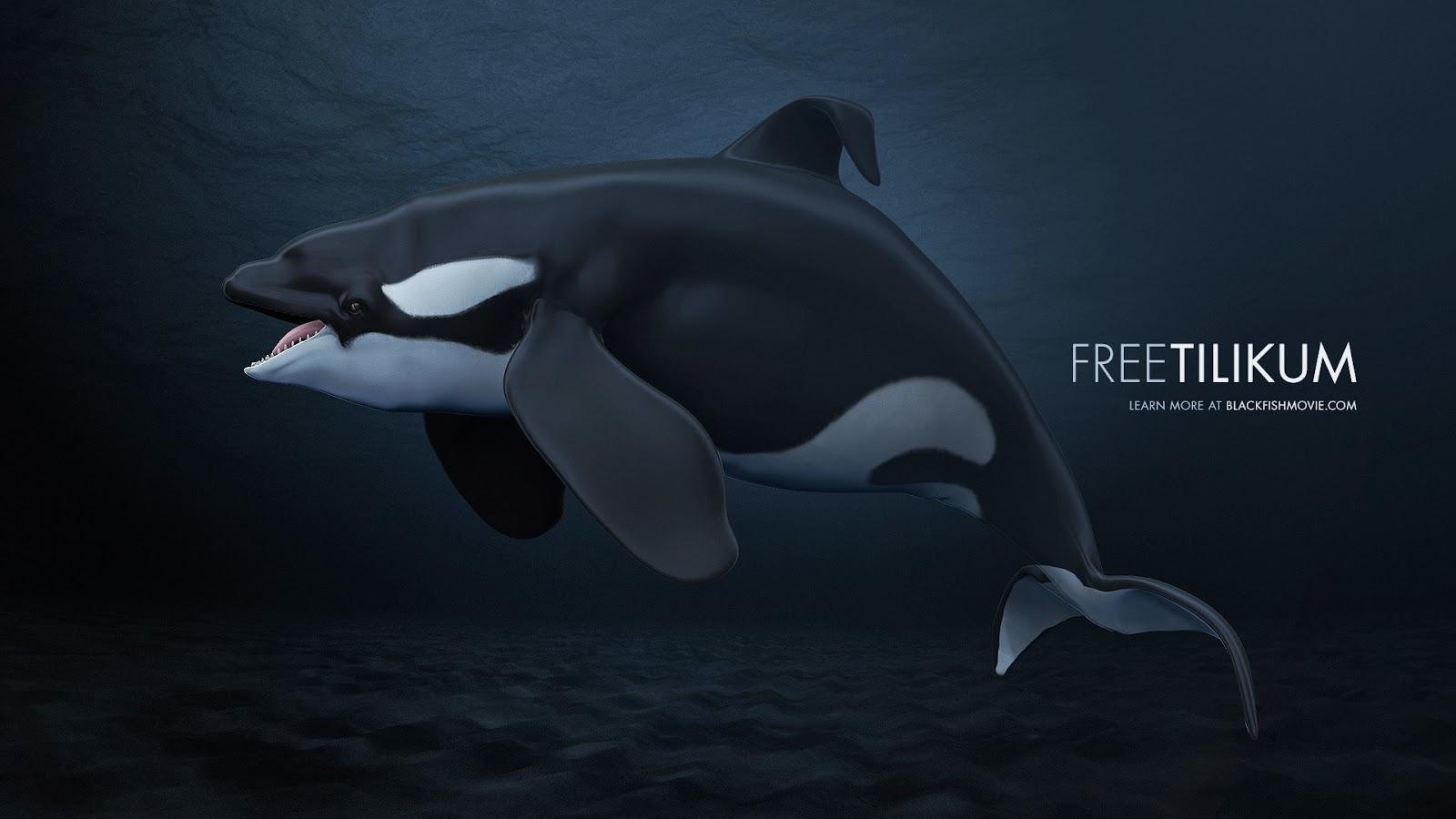1600x900 Blackfish Wallpaper