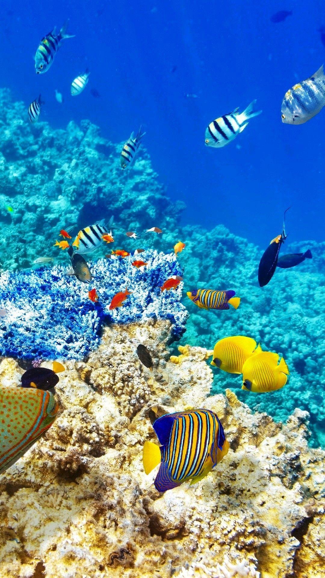1080x1920 Fish wallpaper. Underwater wallpaper, Ocean creatures, Animals