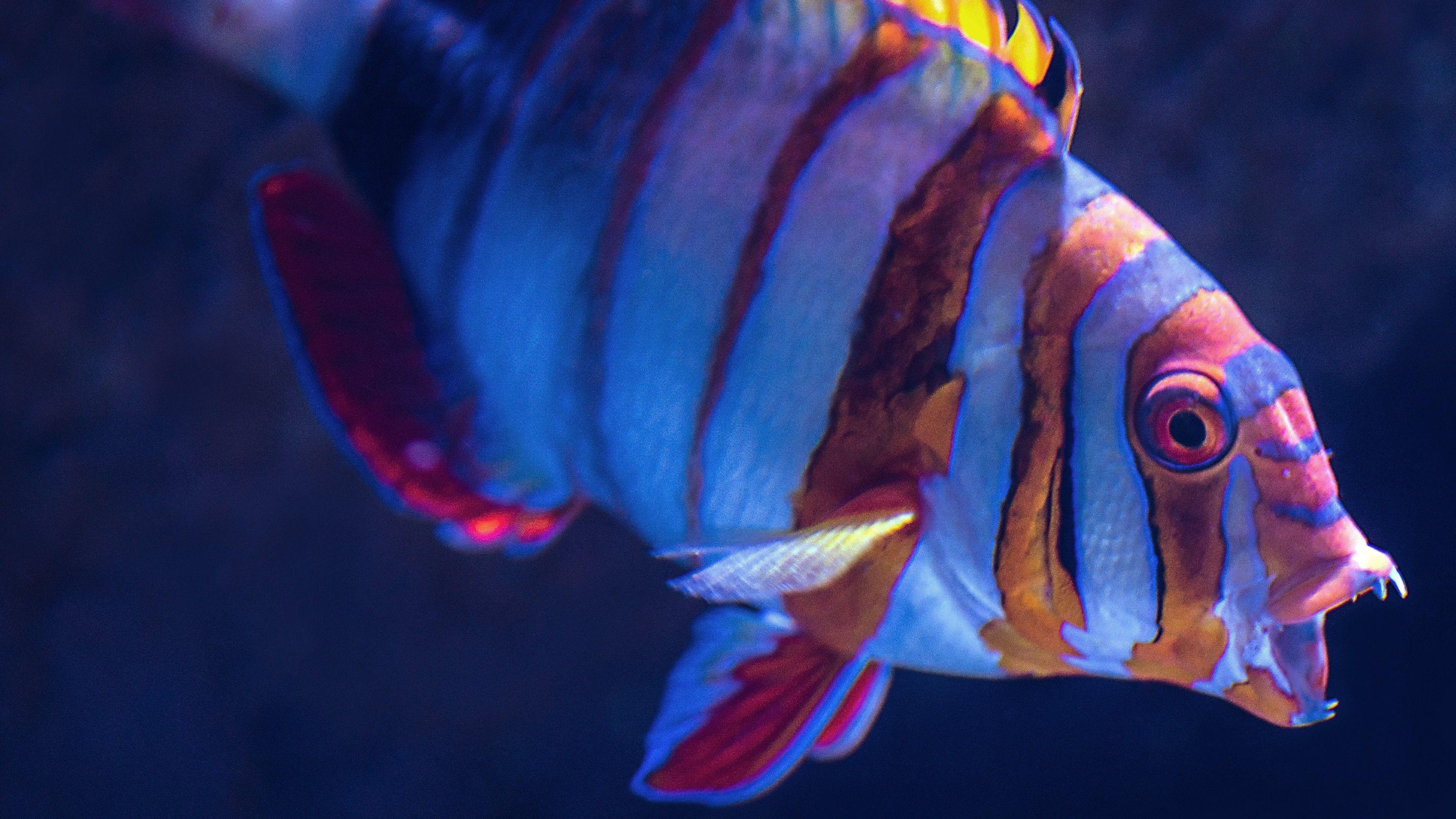 3840x2159 Underwater HD Wallpaper